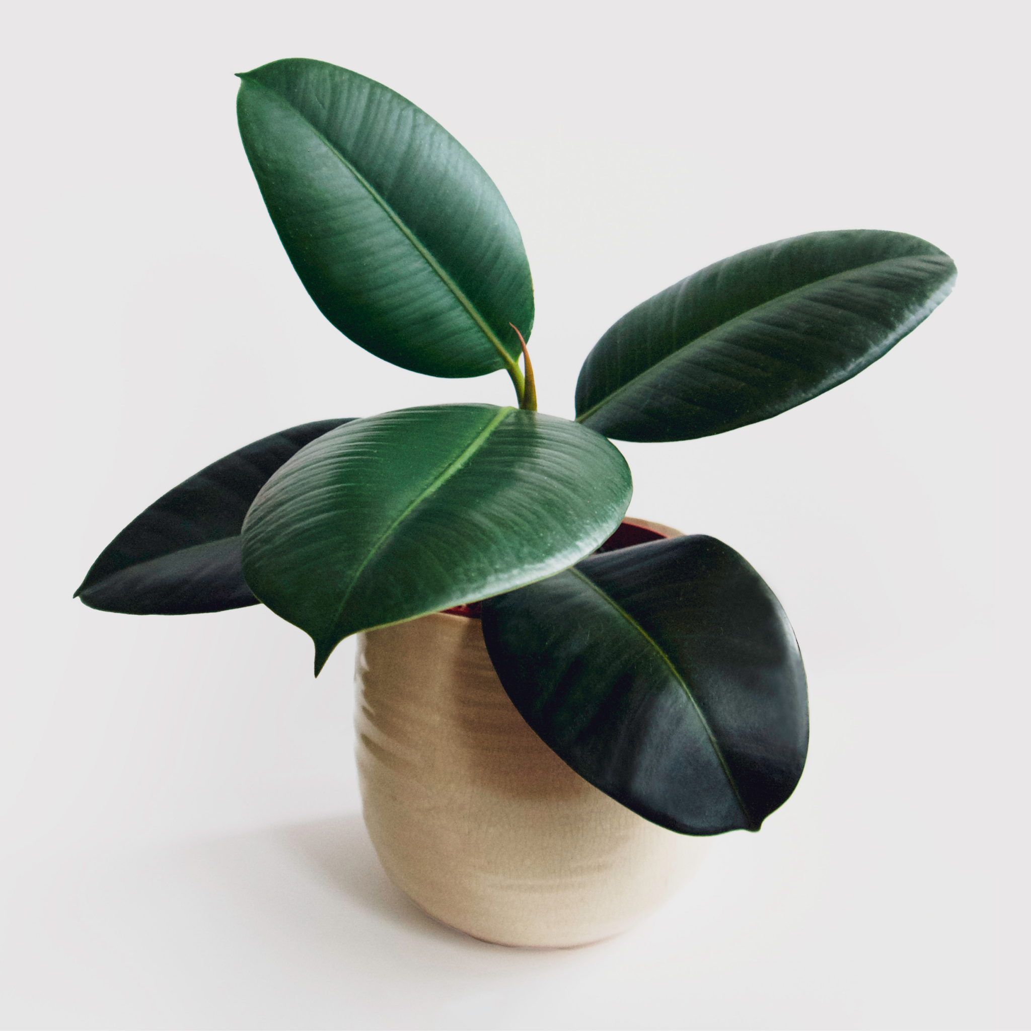 Burgundy Rubber Tree Plant - Ficus elastica Burgundy