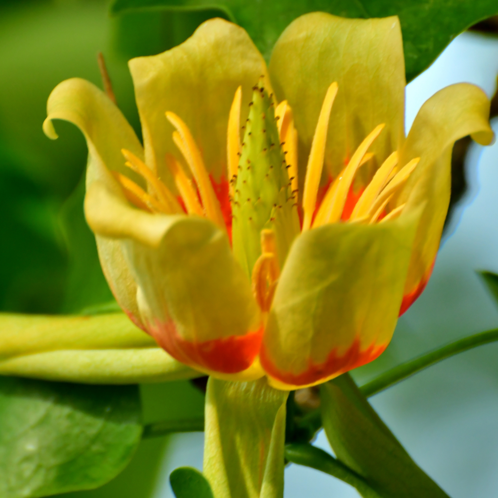 Tulip Tree - Liriodendron tulipifera
