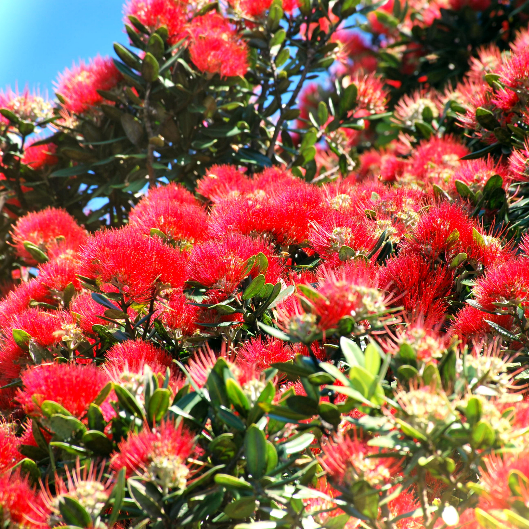 New Zealand Christmas Bush - Metrosideros collina Tahiti