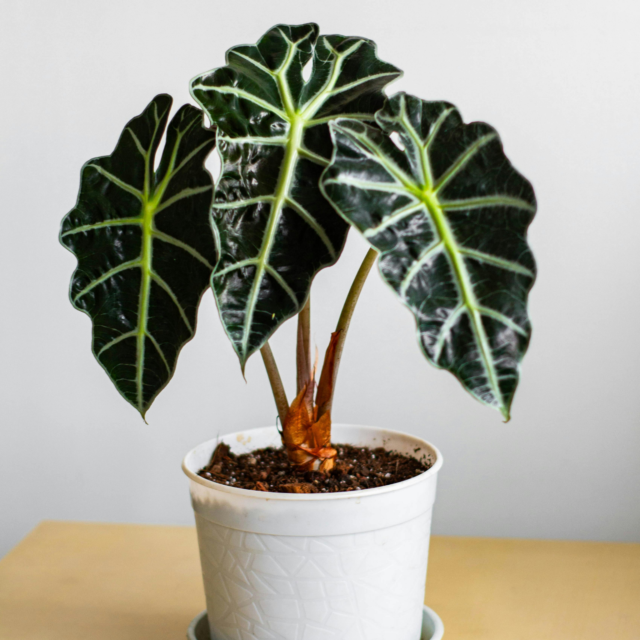 Elephants Ear - Alocasia amazonica