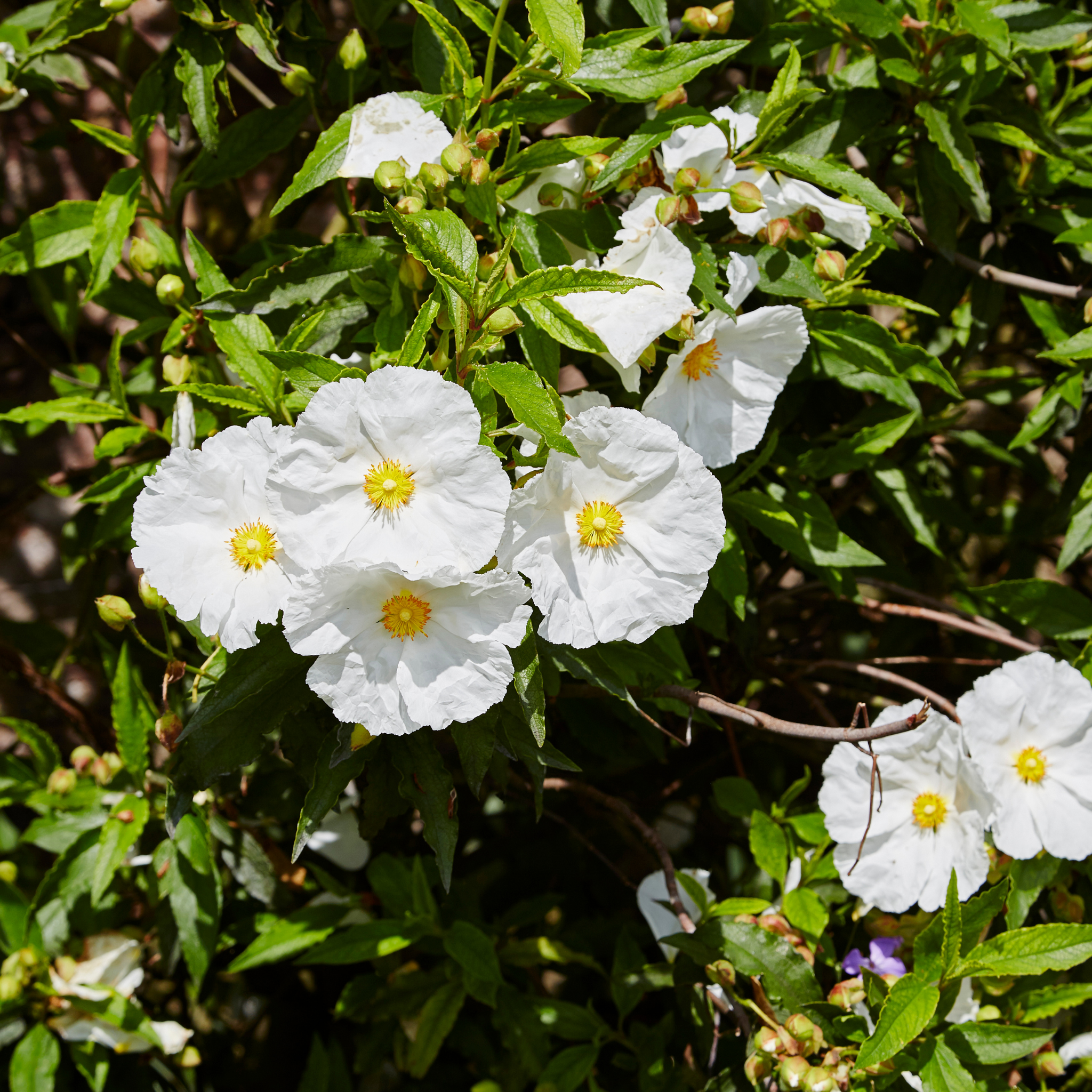 Sage Leaved Rockrose - Cistus salviifolius