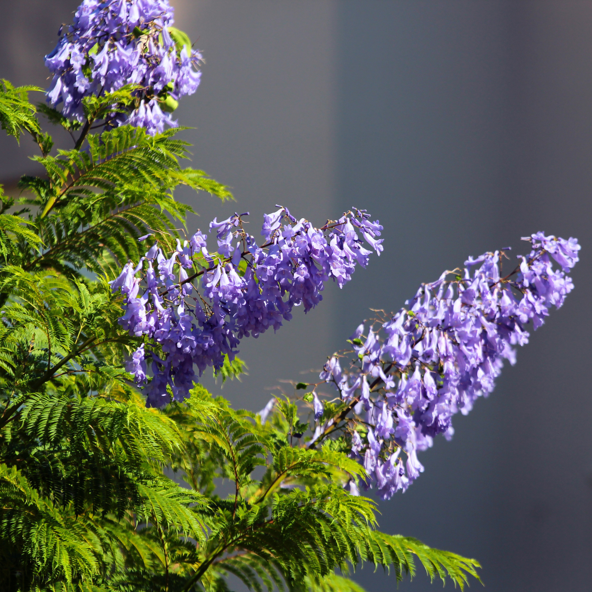 Blue Jacaranda - Jacaranda mimosifolia