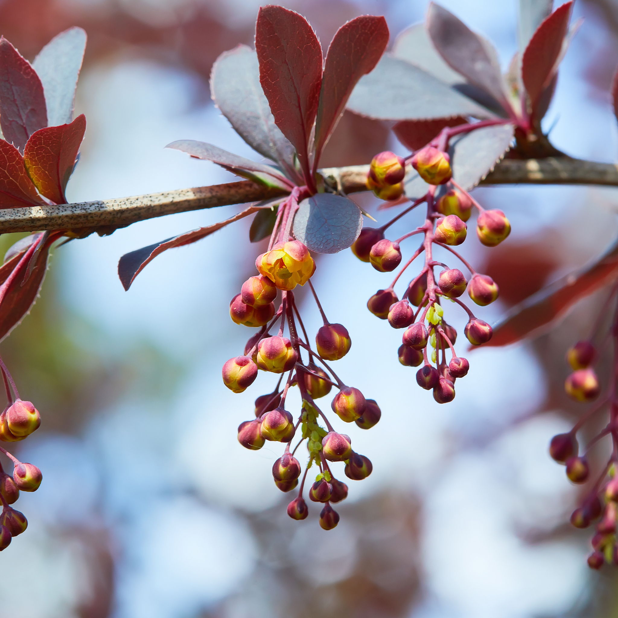 Purple Japanese Barberry Rose Glow - Berberis thunbergii atropurpurea 'Rose Glow'
