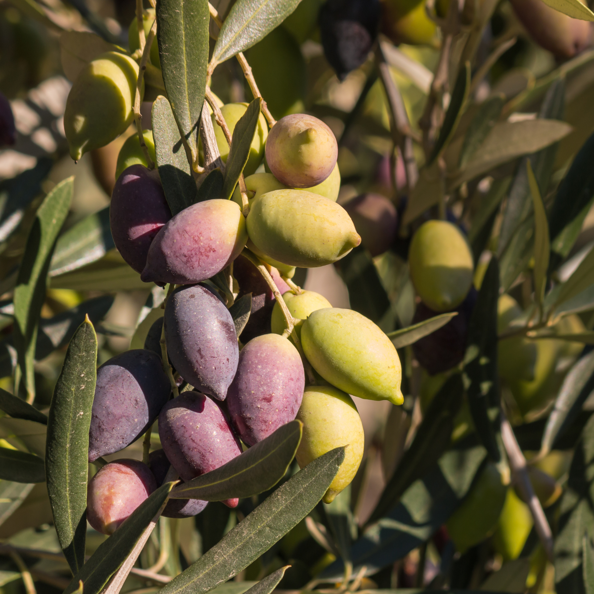 Jumbo Kalamata Olive Tree - Olea europaea Kalamata Jumbo