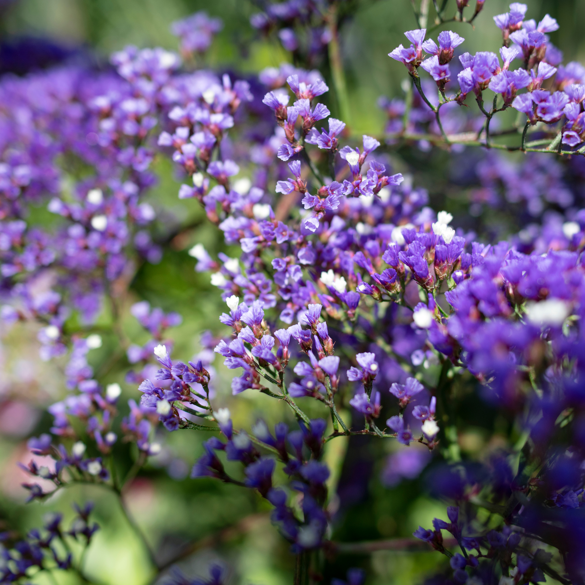 Sea Lavender - Limonium perezii