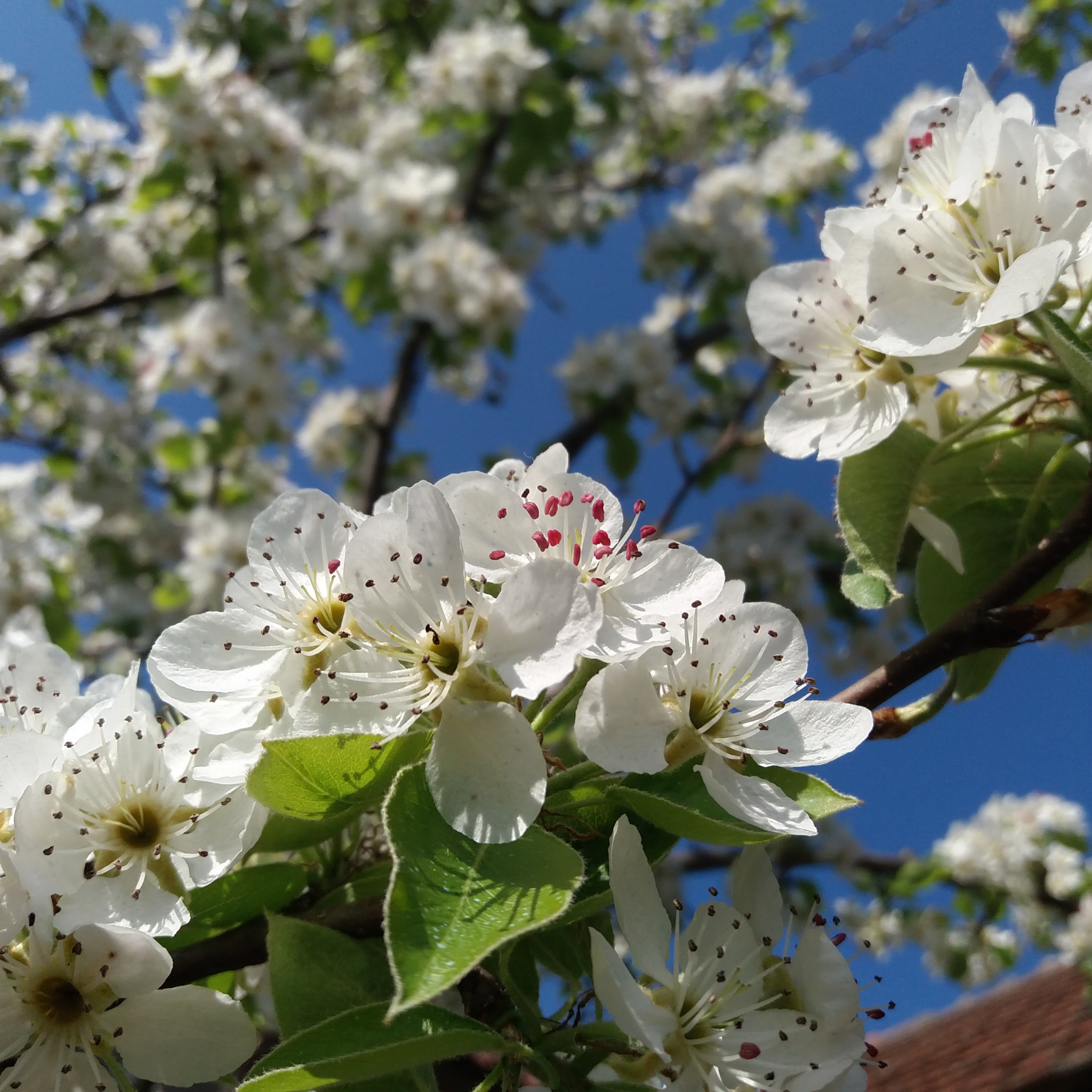Ornamental Callery Pear Capital - Pyrus calleryana Capital