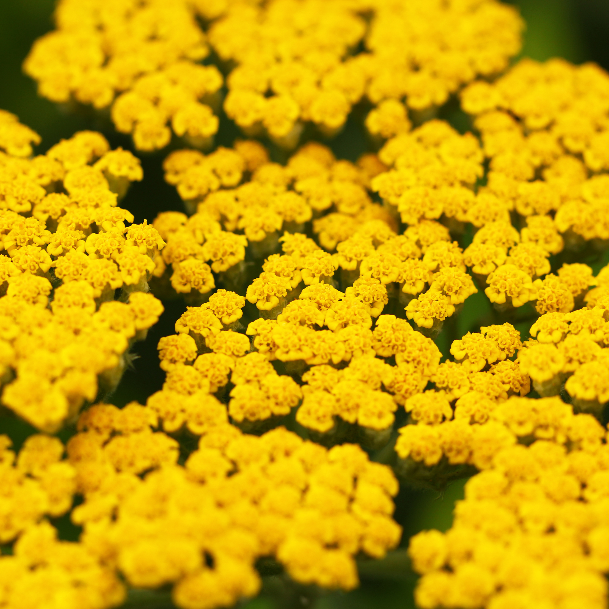 Ornamental Yarrow - Achillea clypeolata