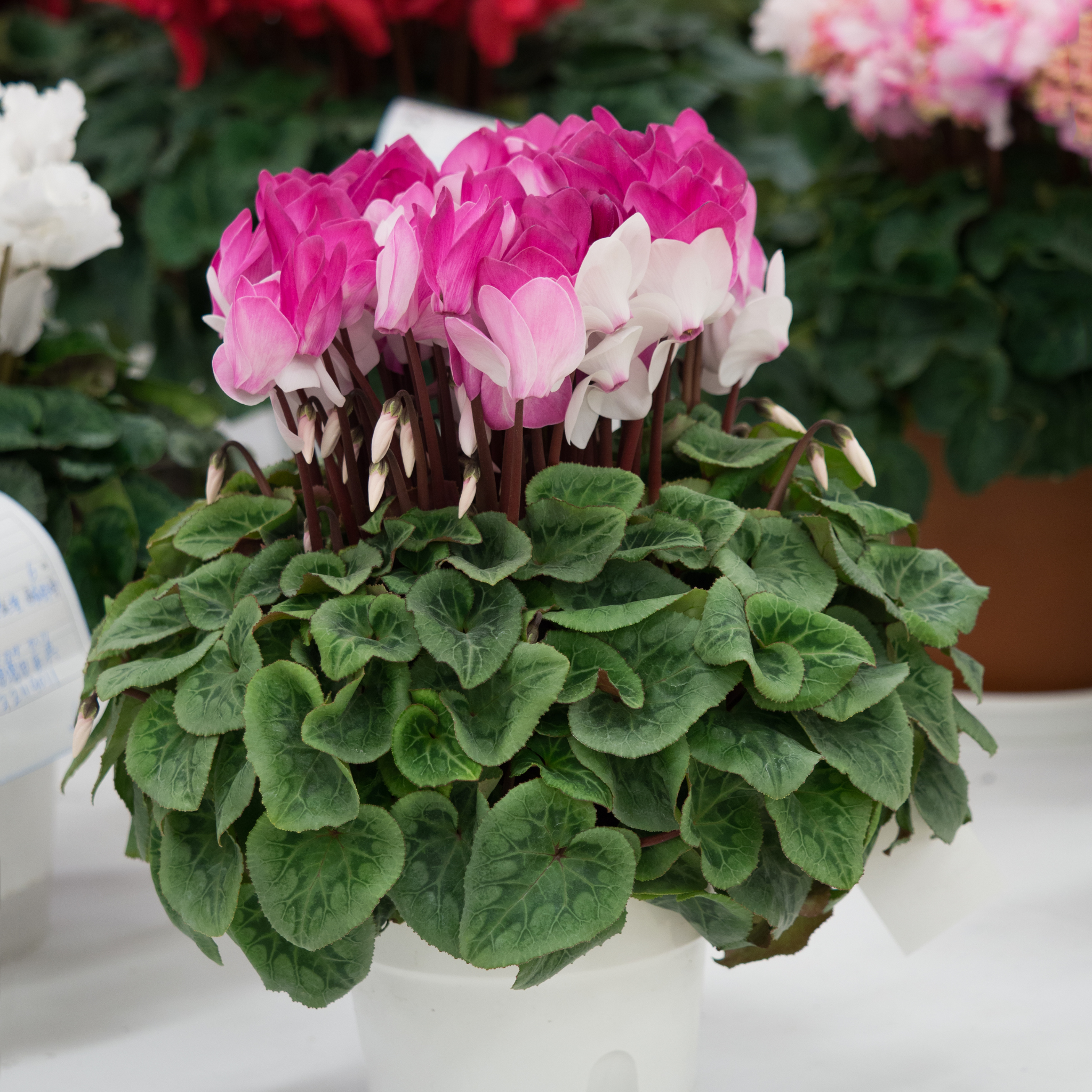 Cyclamen Assorted