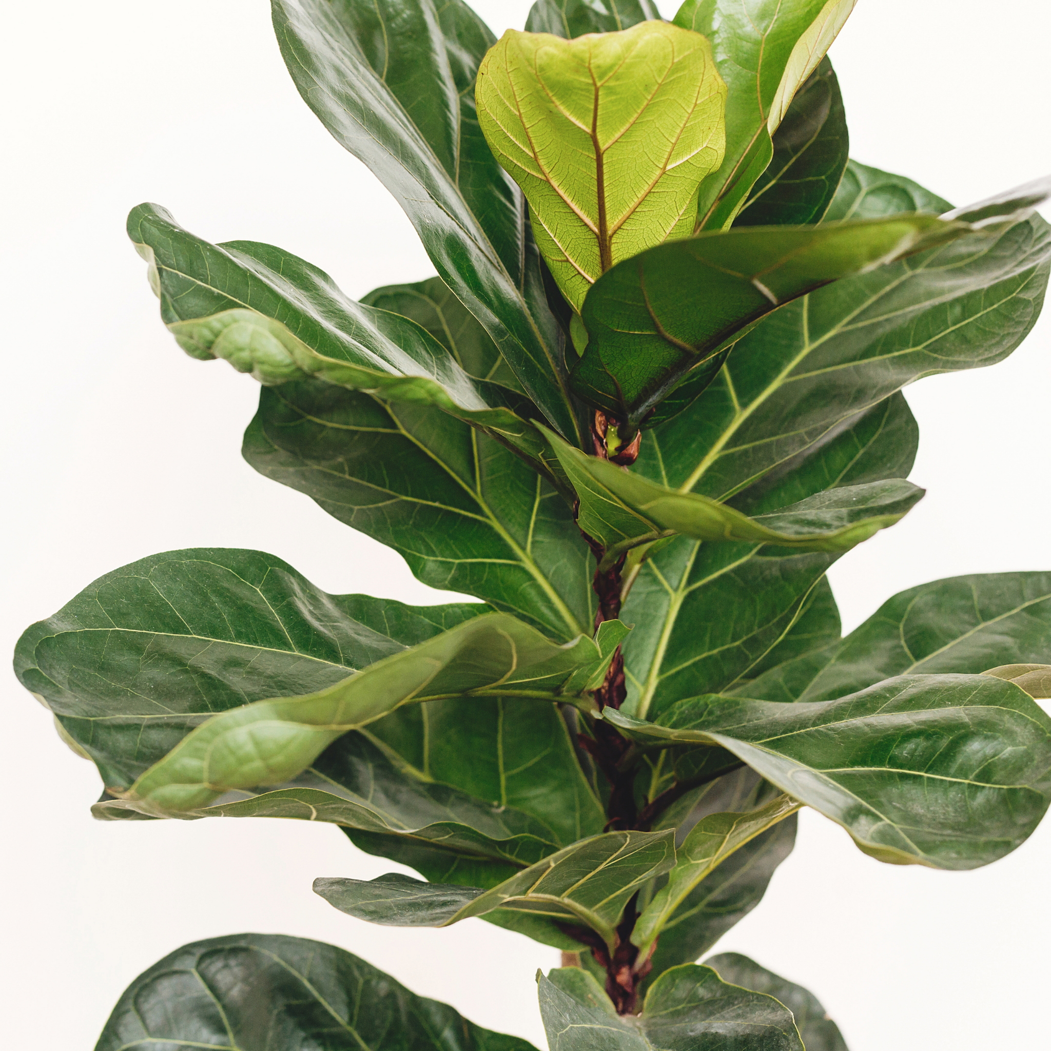 Fiddle Leaf Fig - Ficus lyrata