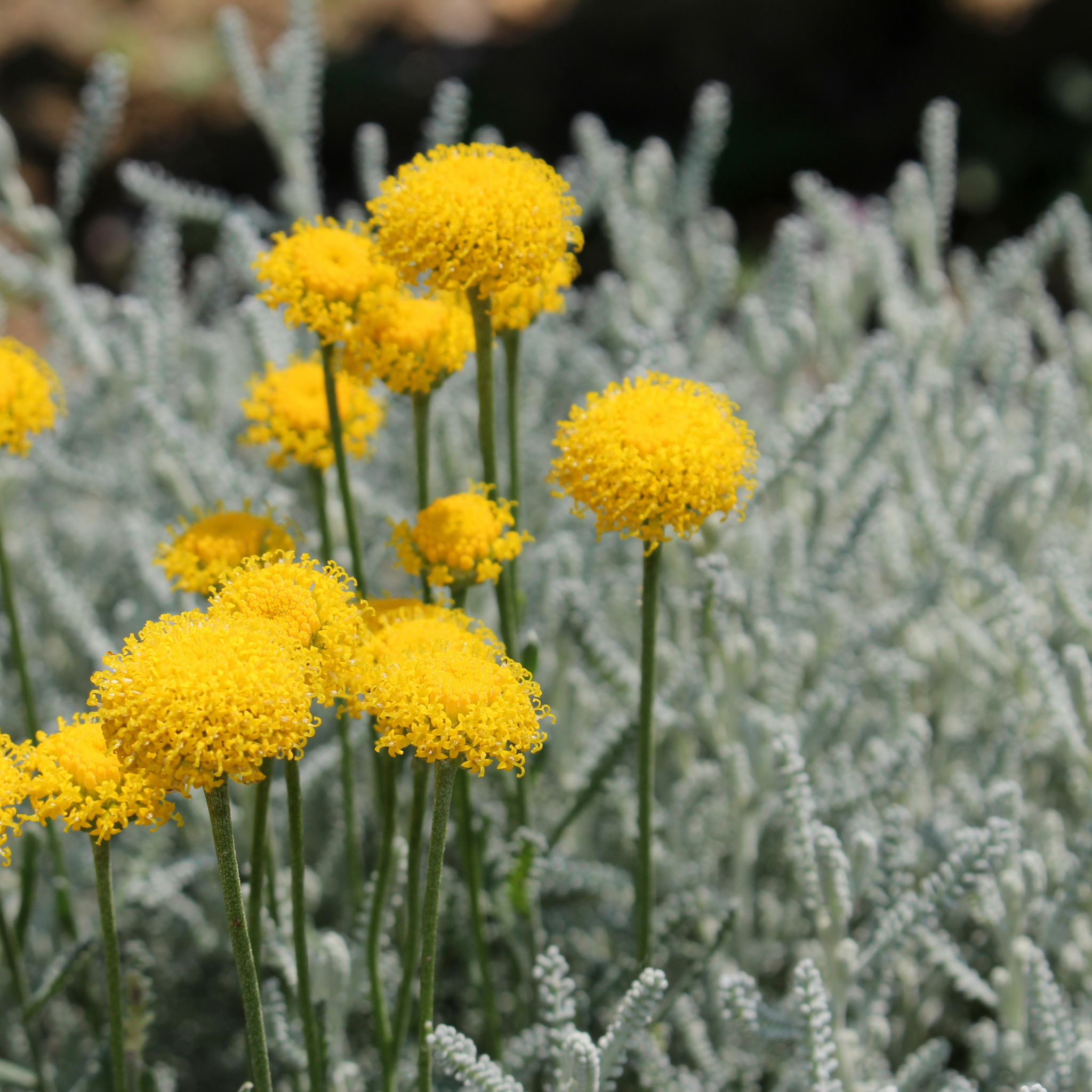 Cotton Lavender - Santolina chamaecyparissus
