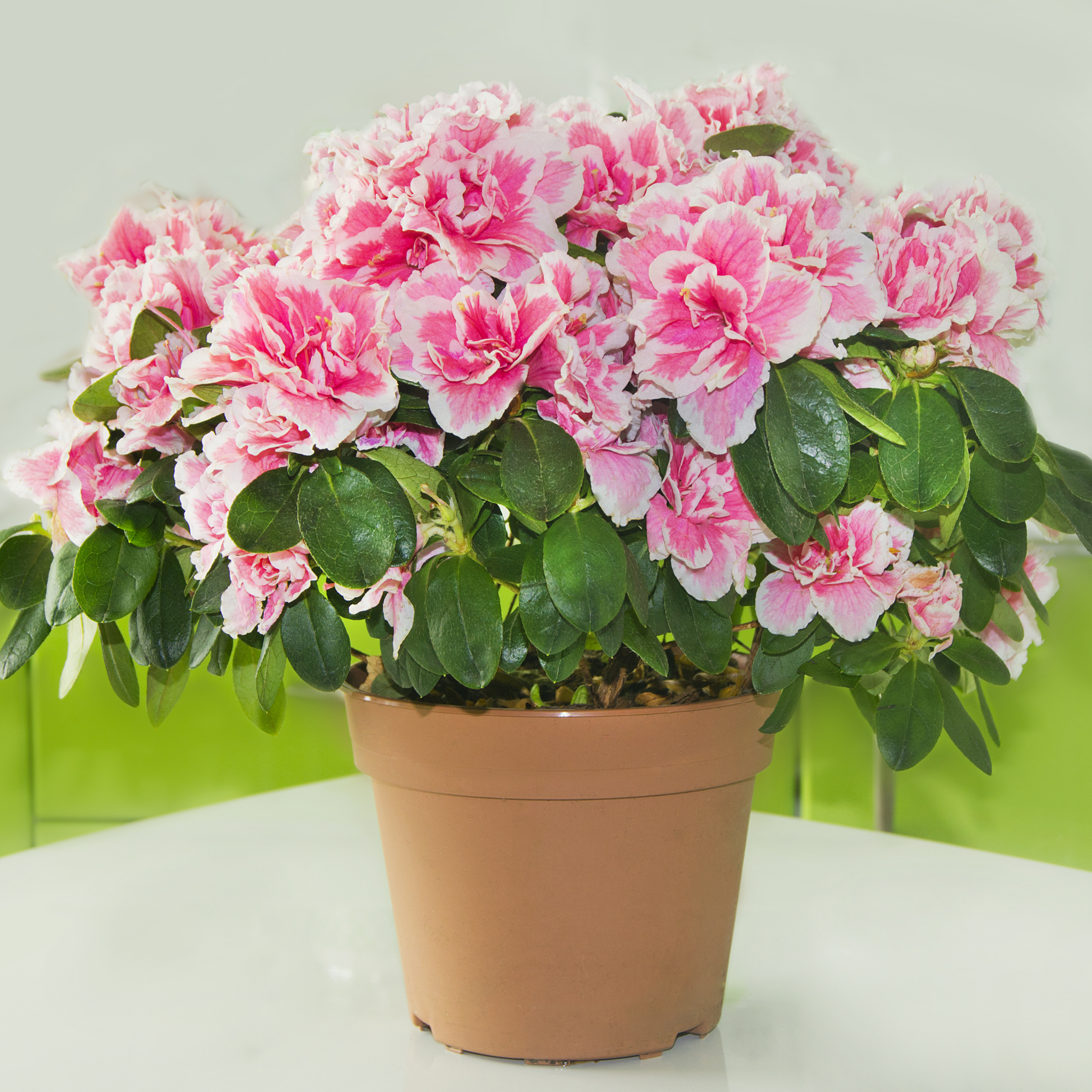 Potted plant with pink flowers on a white surface