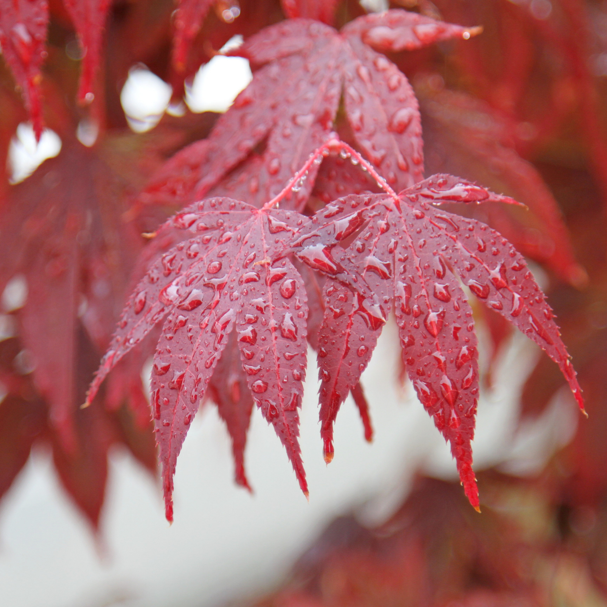 Red leaves with water droplets on a blurred background