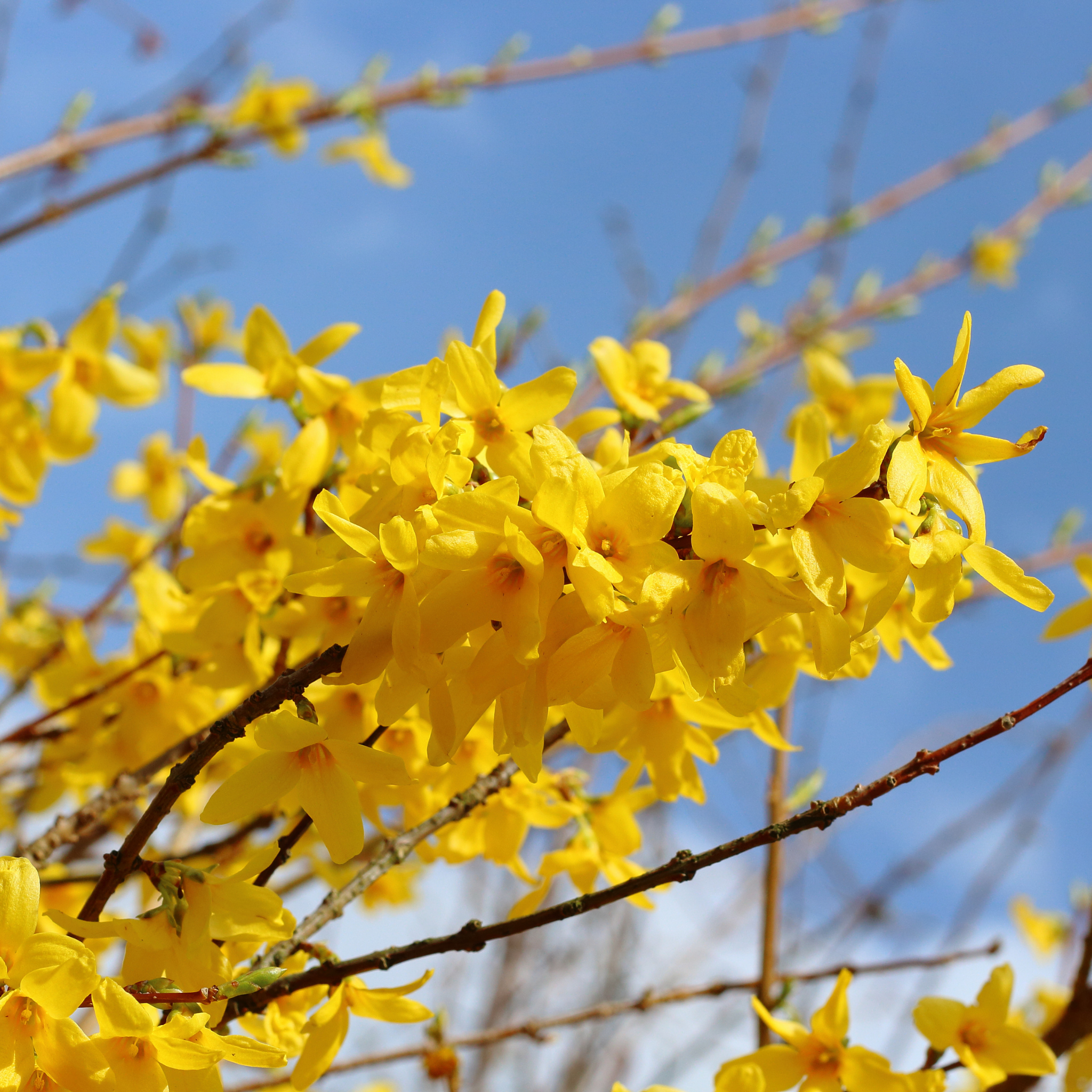 Border Forsythia - Forsythia intermedia Beatrix Farrand