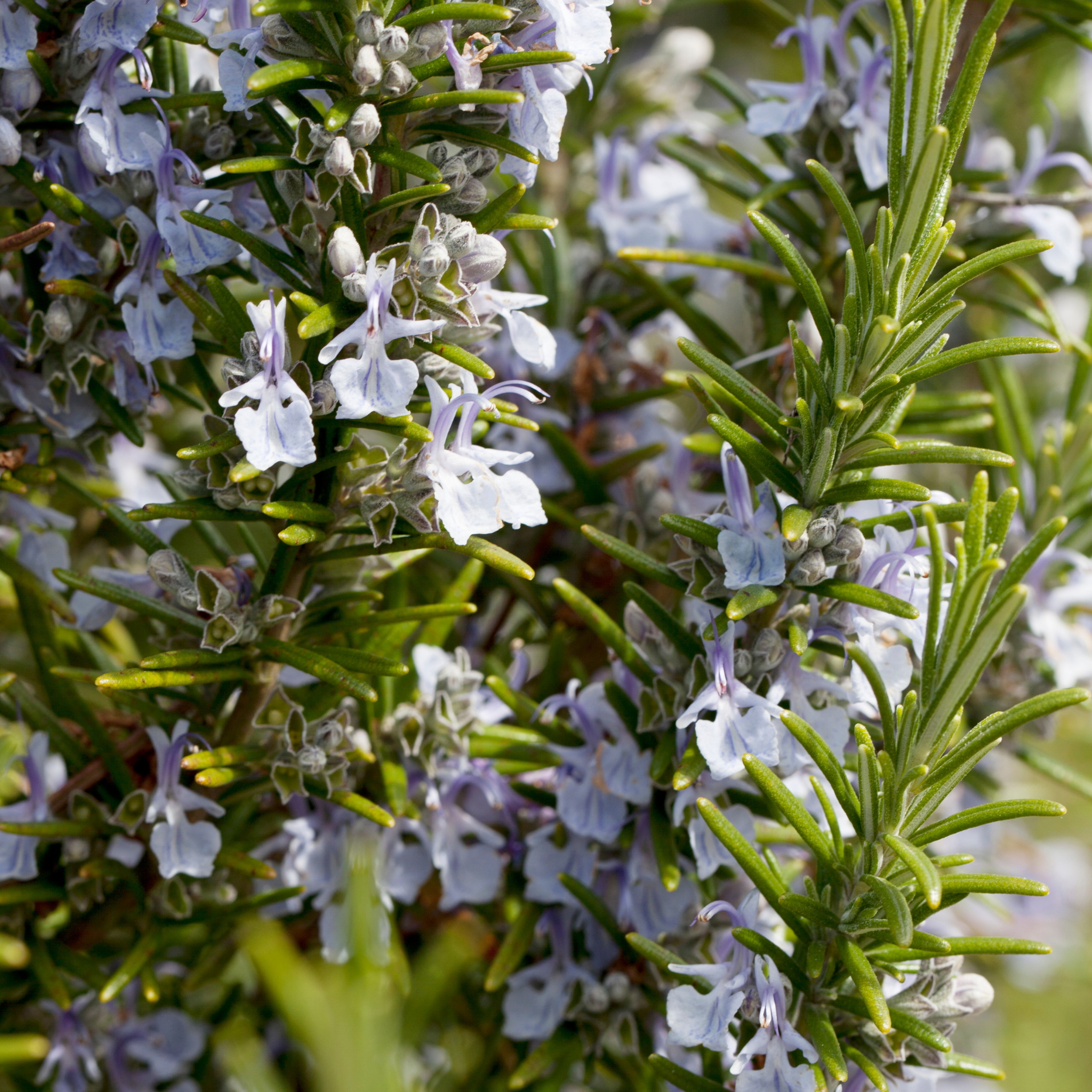 Rosemary Chefs Choice - Rosmarinus officinalis Chefs Choice