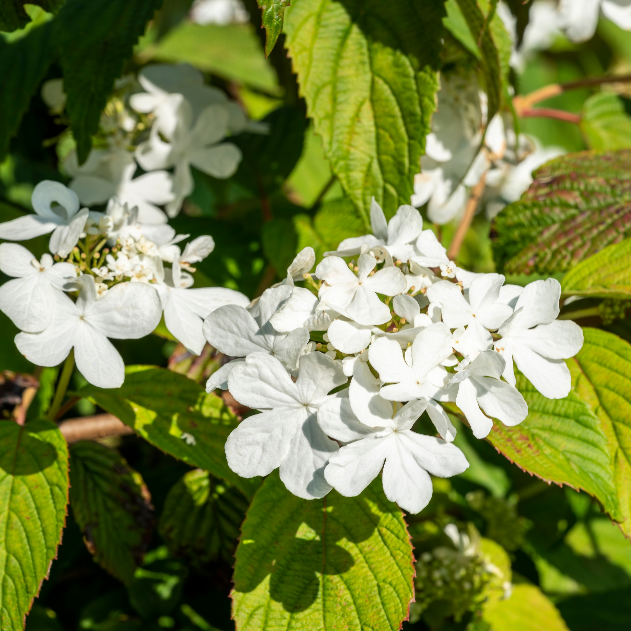 Viburnum plicatum Japanese snowball - Viburnum plicatum tomentosum Mariesii