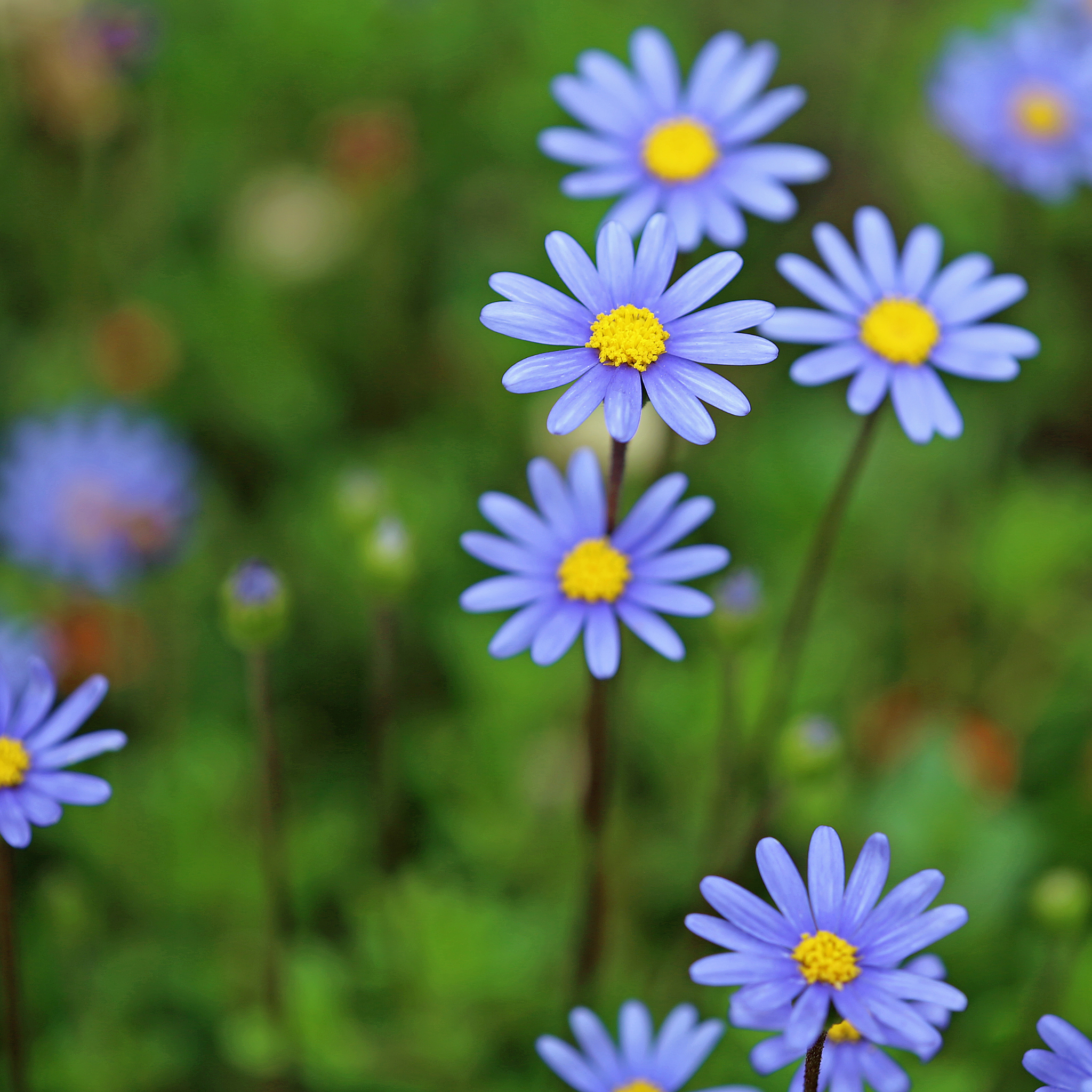 Blue Marguerite - Felicia amelloides