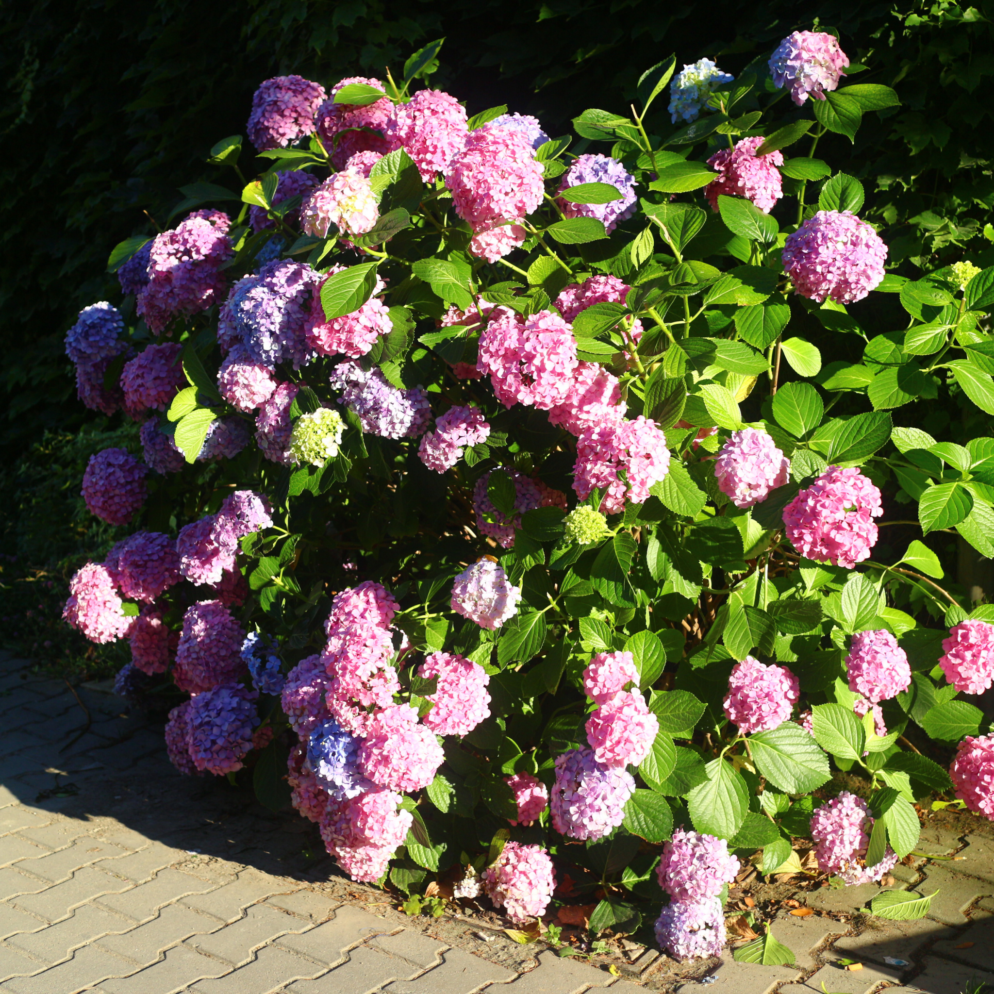 Big Leaf Hydrangea - Hydrangea macrophylla