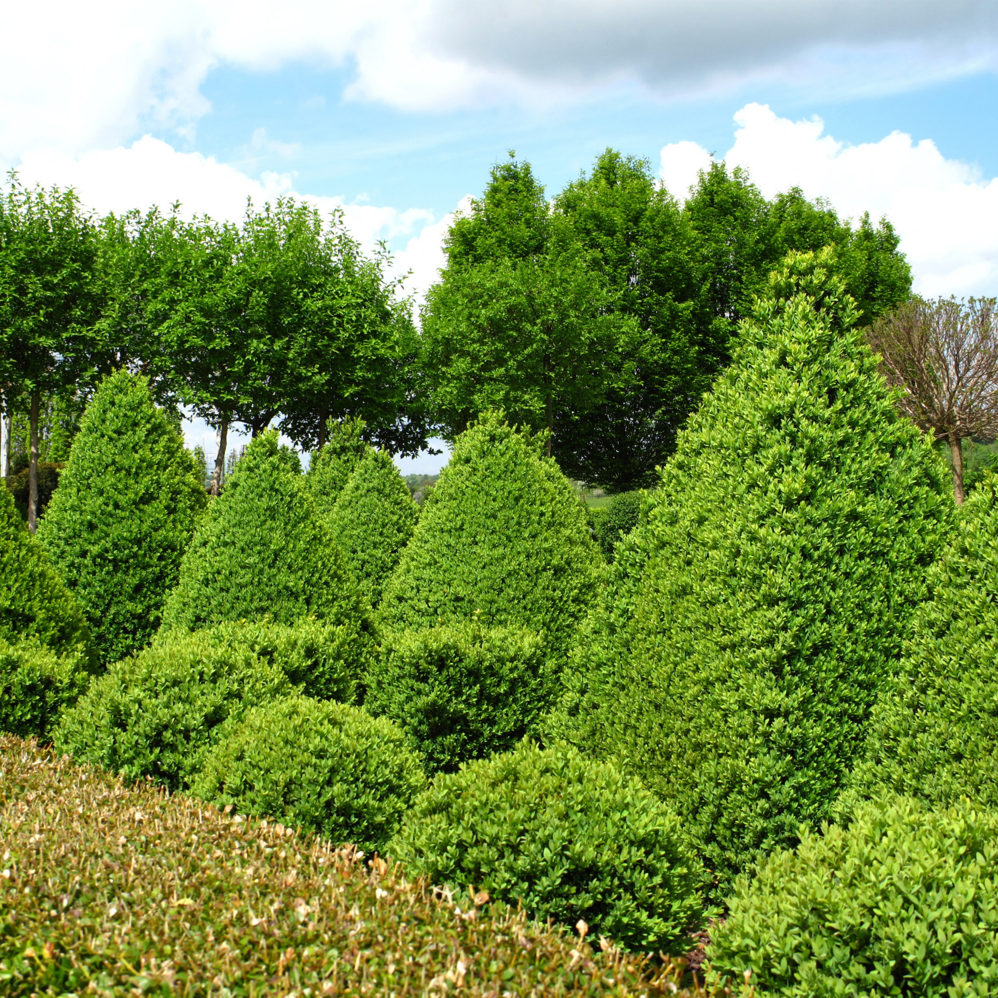 Lush green trees and bushes under a blue sky with white clouds