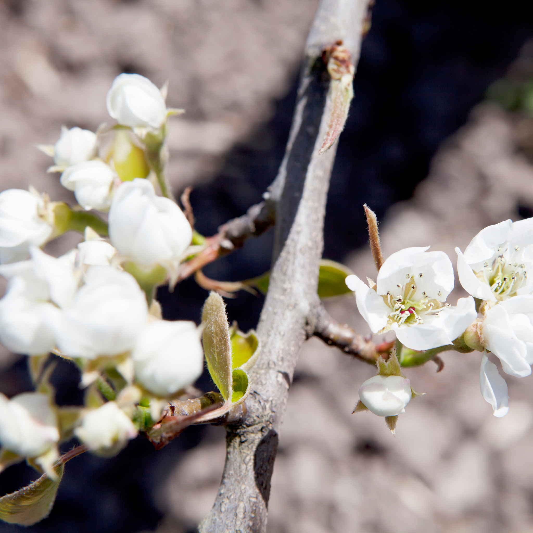 Ornamental Pear Southworth Dancer - Pyrus betulaefolia Southworth Dancer