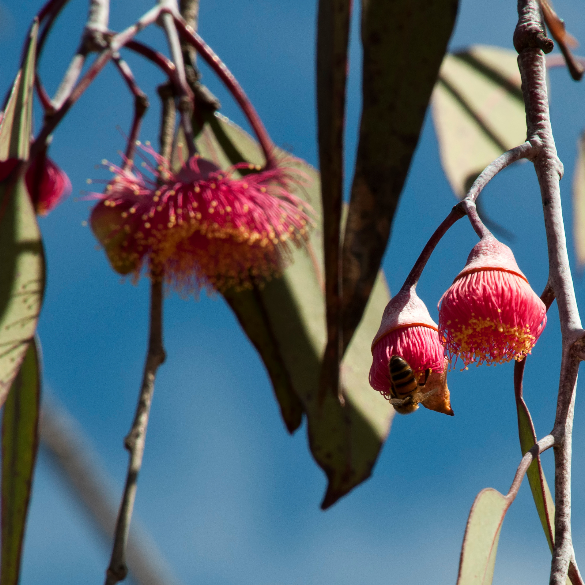 Eucalyptus Silver Princess Gum - Eucalyptus caesia Silver Princess
