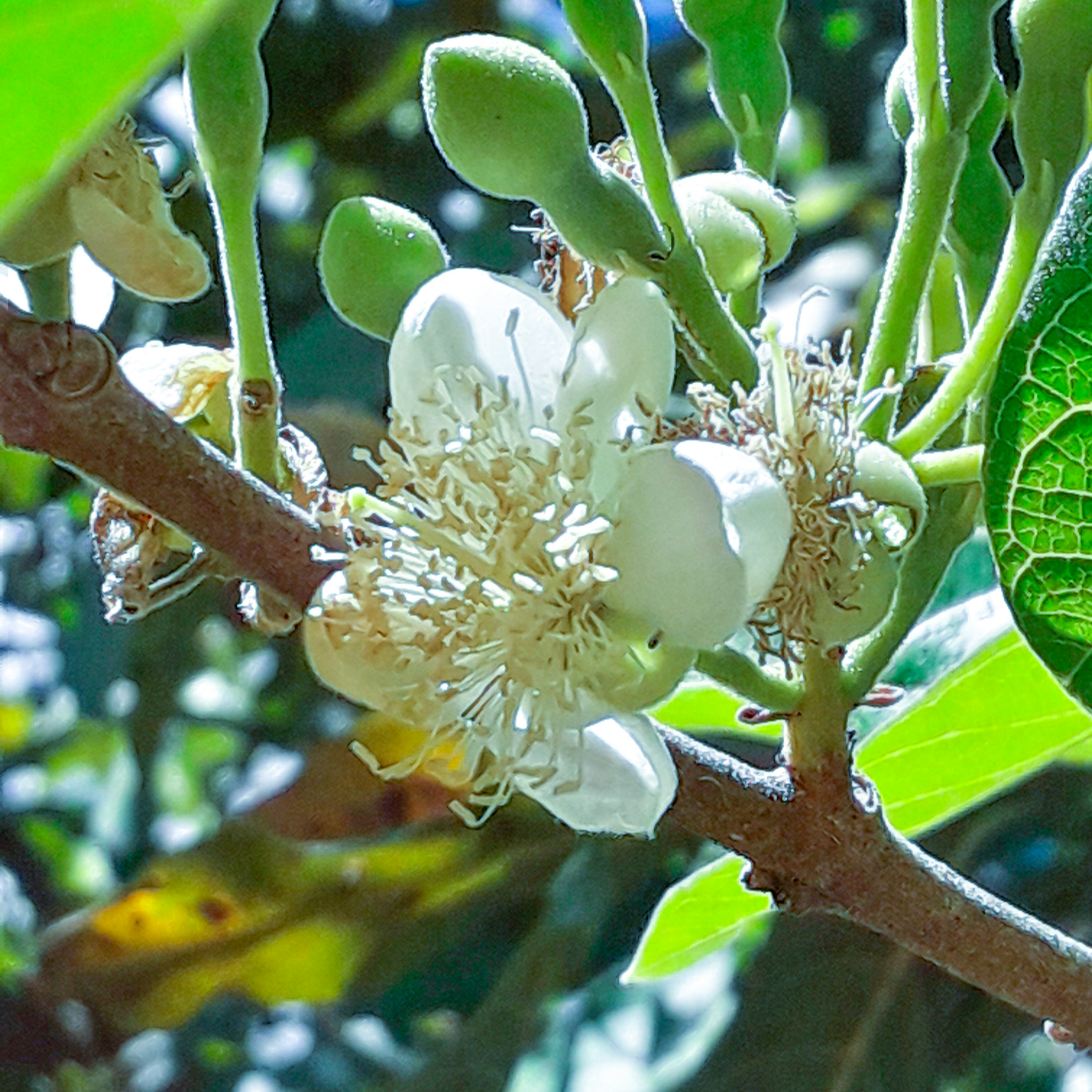 Red Strawberry Guava Tree - Psidium cattleianum Red