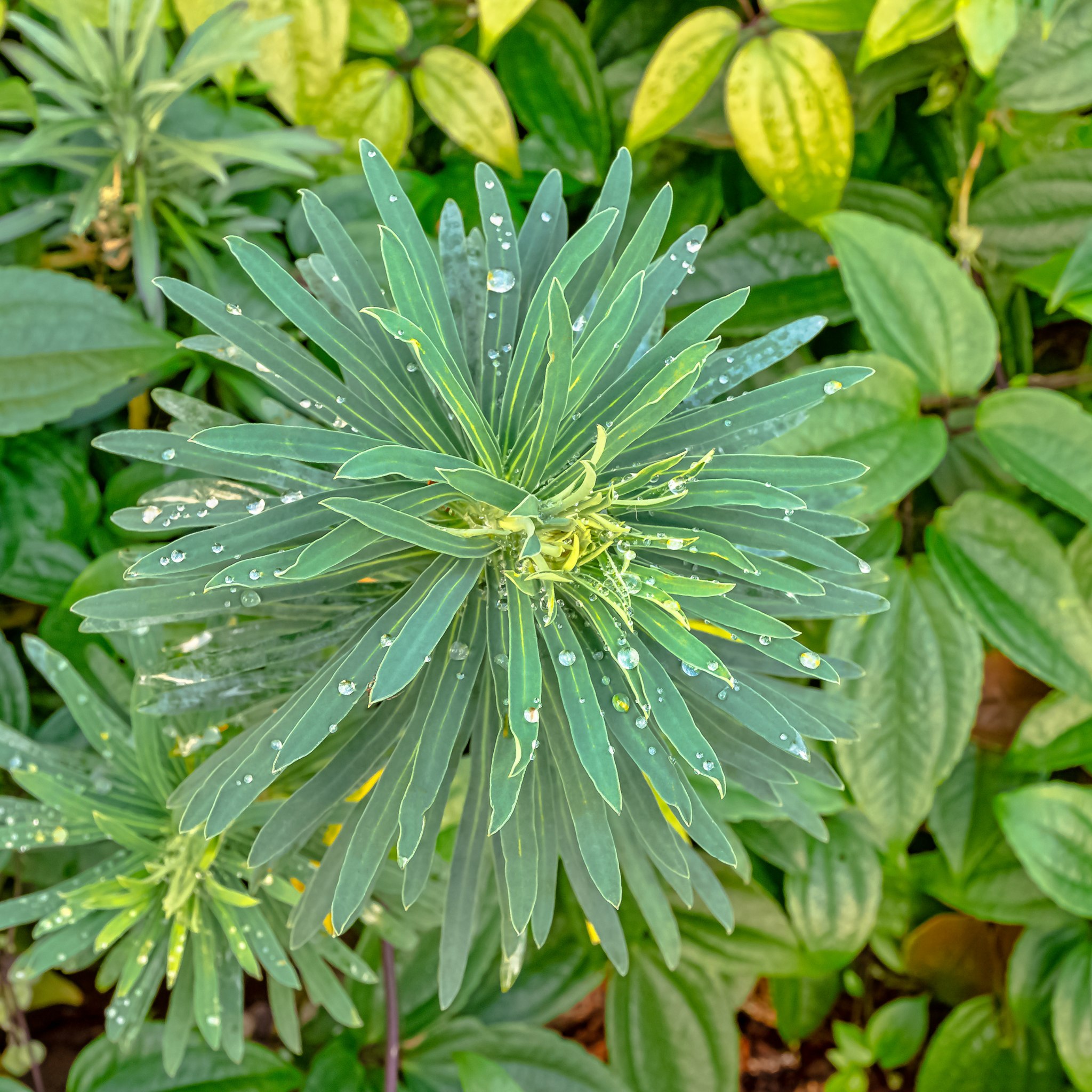 Mediterranean Spurge - Euphorbia characias wulfenii
