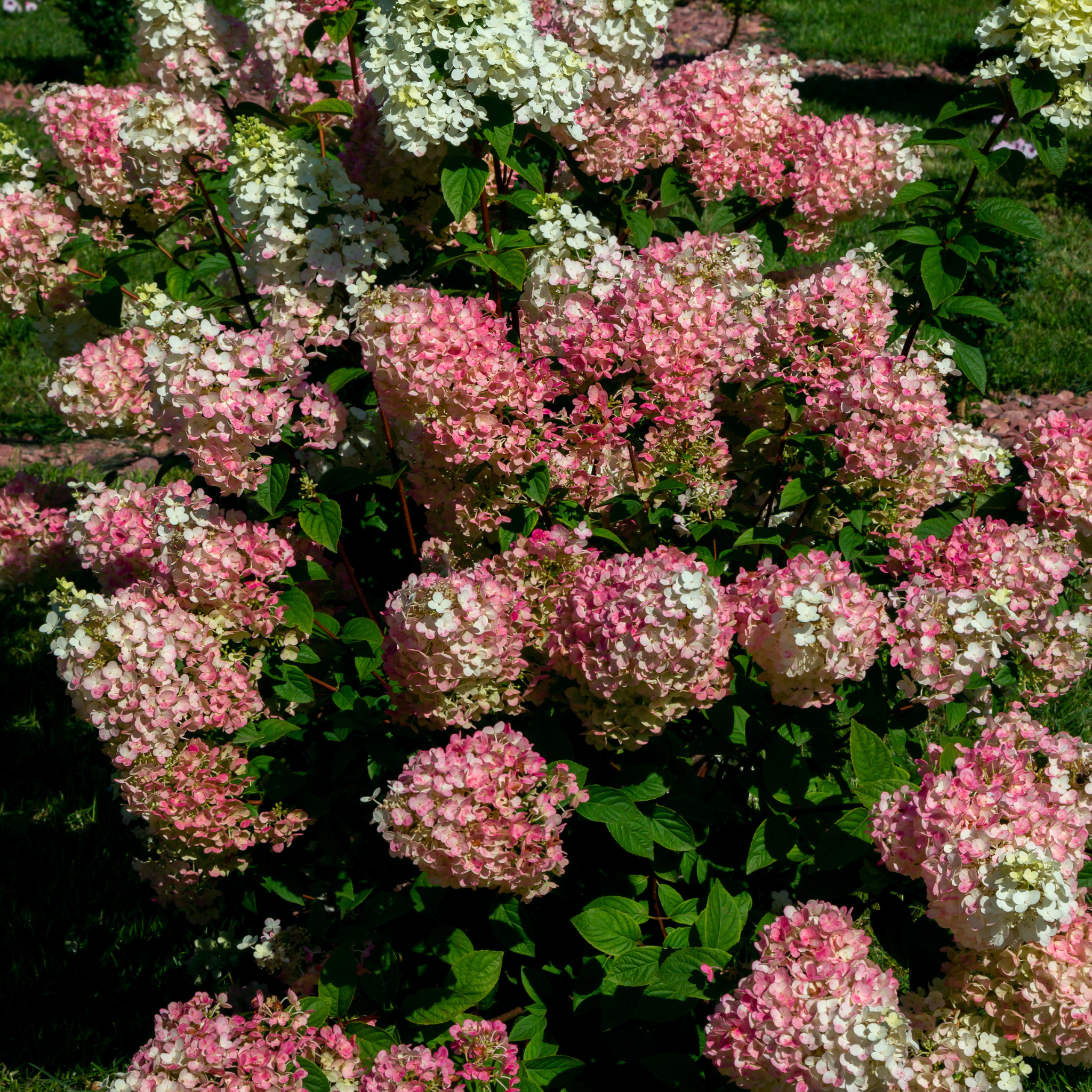 Panicled Hydrangea Candlelight PBR - Hydrangea paniculata Candlelight PBR