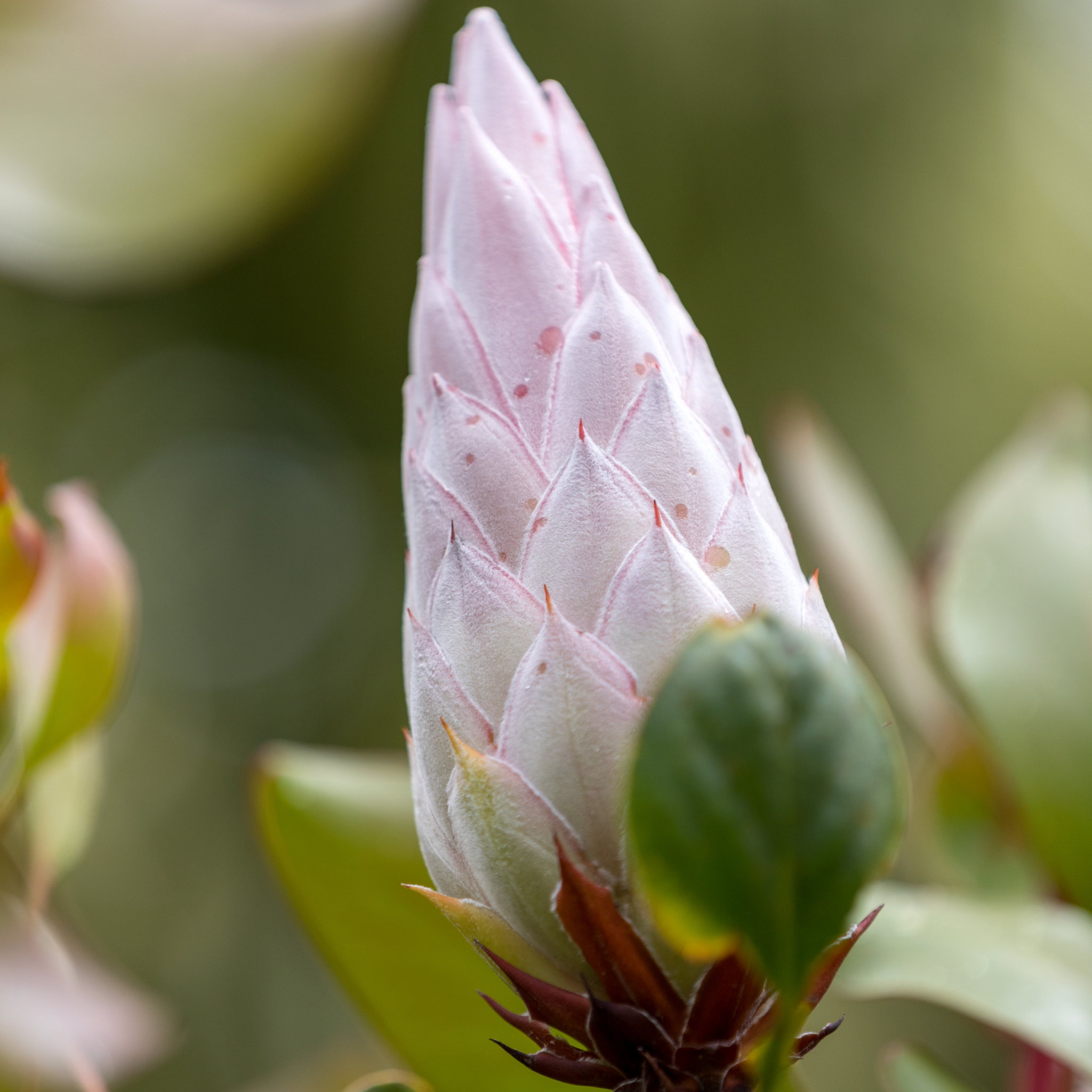King Pink King Protea - Protea cynaroides King Pink