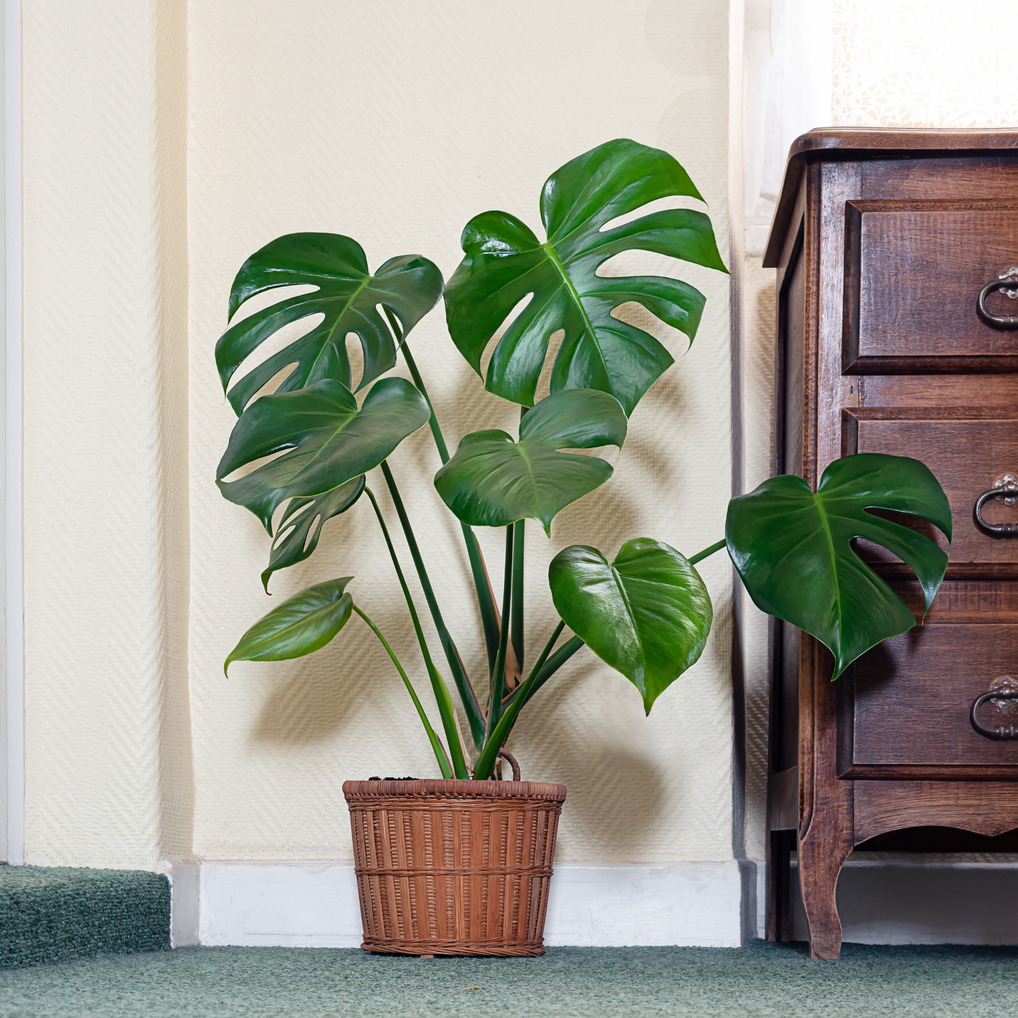 Swiss Cheese Plant - Monstera deliciosa