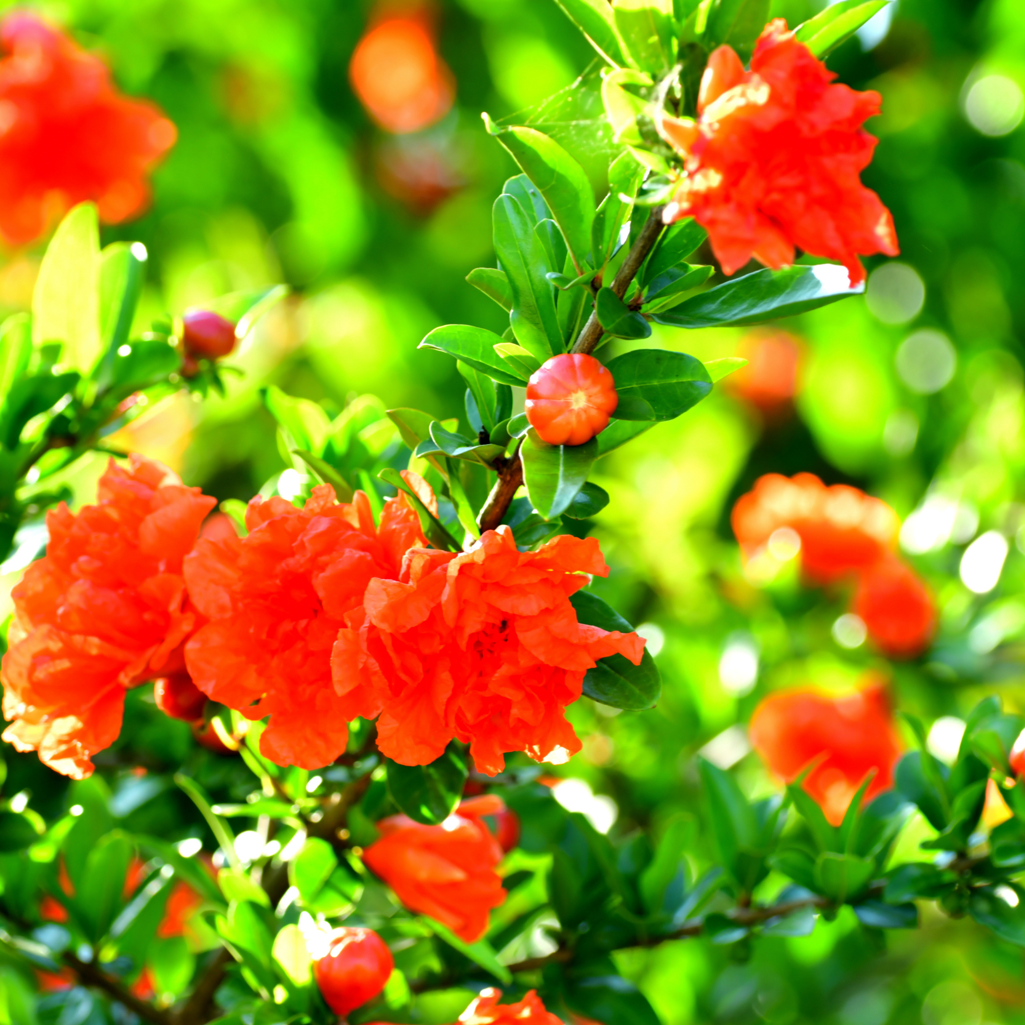 Pomegranate Tree - Punica granatum Wonderful