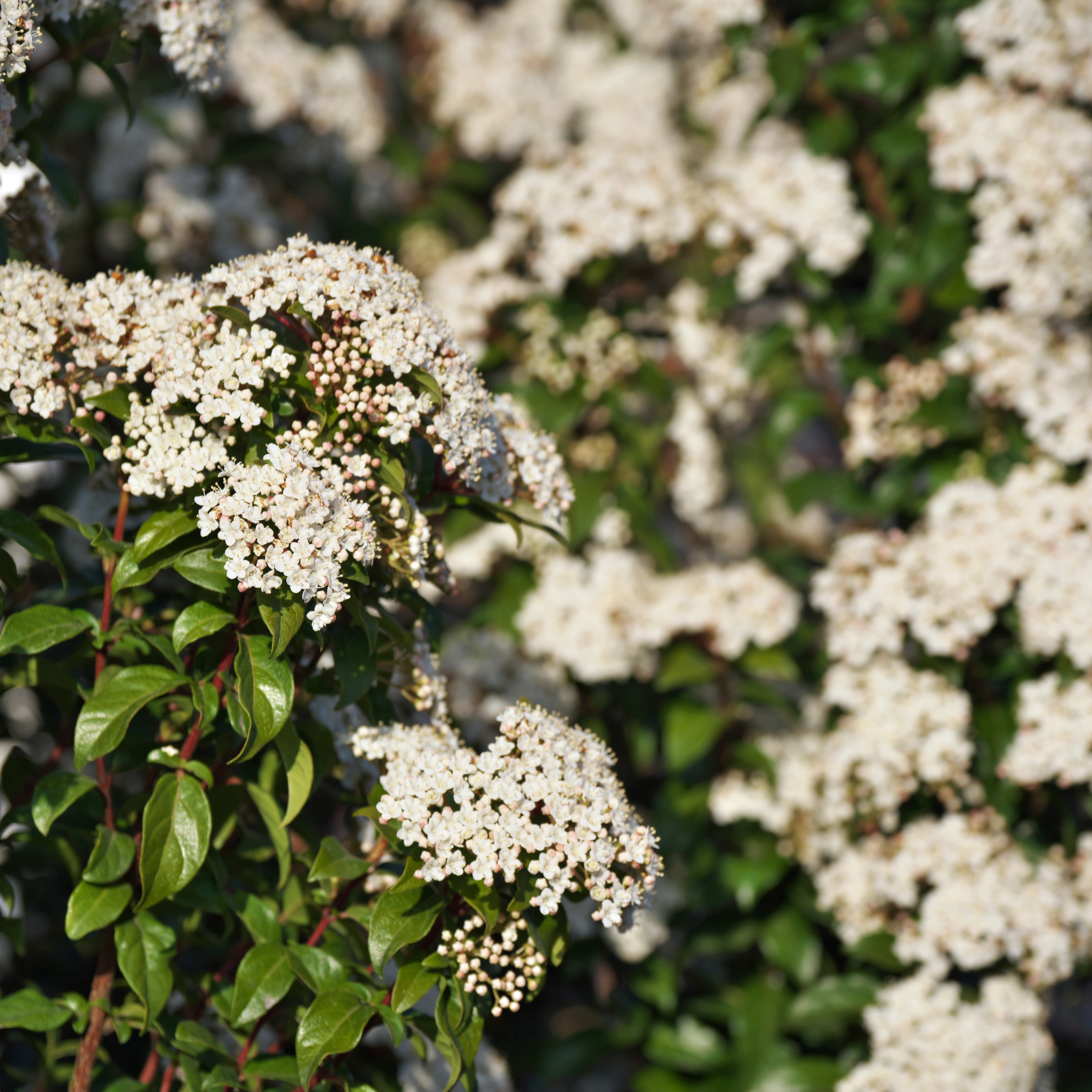 Close-up of white flowers and green leaves with a blurred background