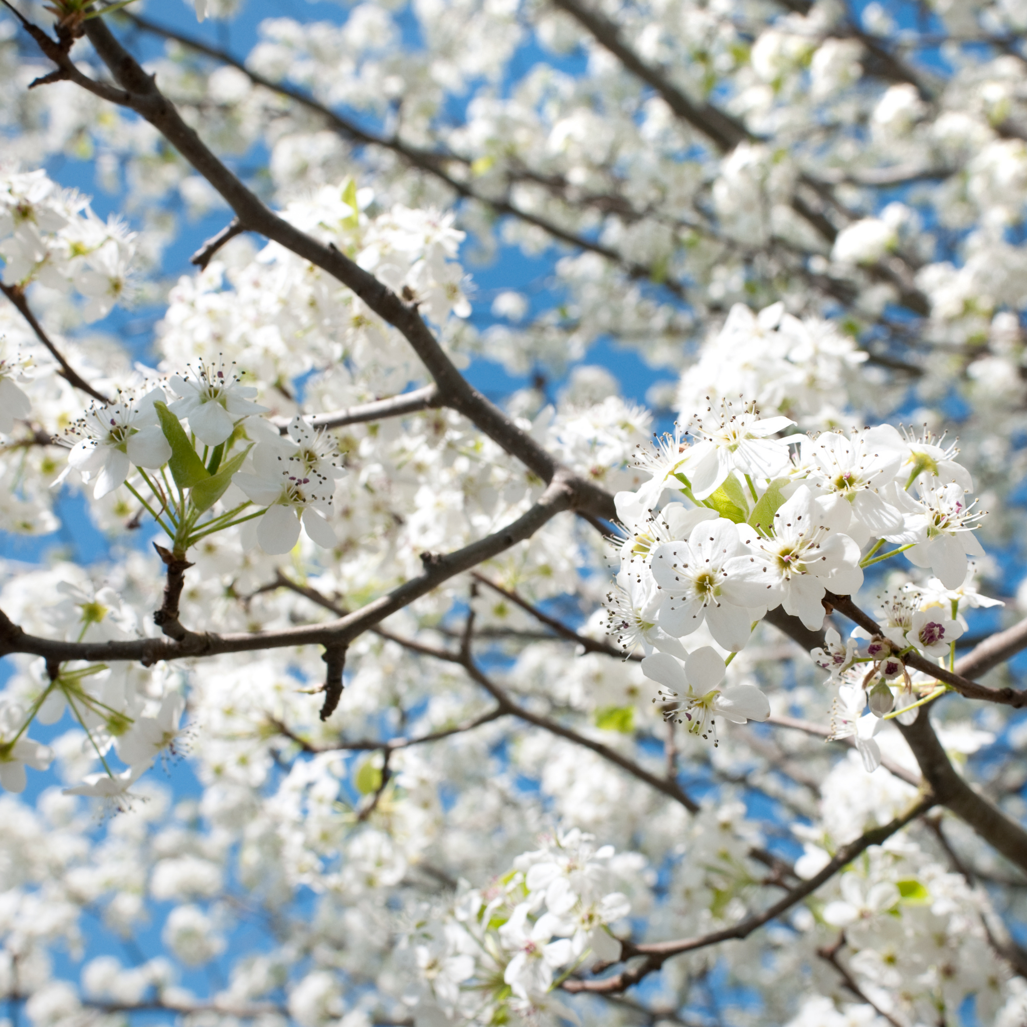 Ornamental Callery Pear Bradford - Pyrus calleryana Bradford