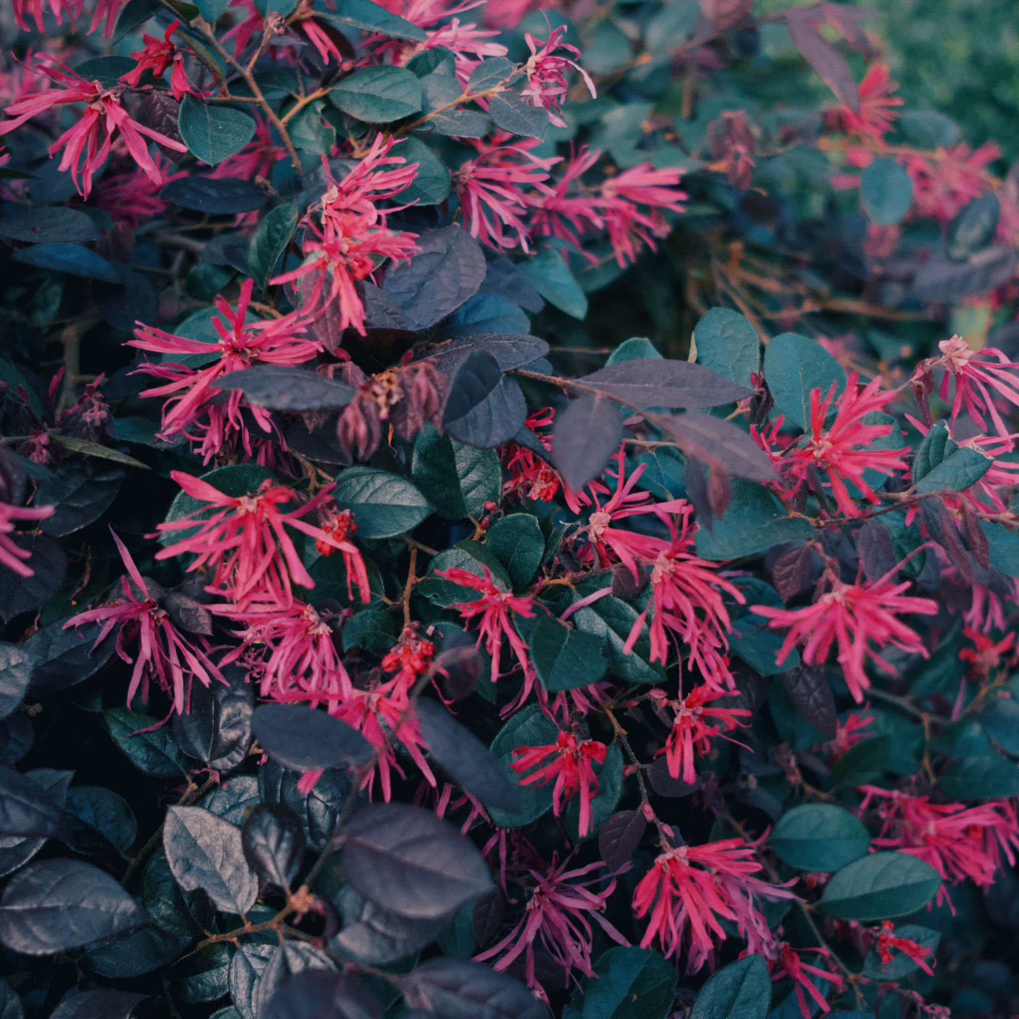 Plum Delight Pink Chinese Fringe Flower - Loropetalum chinense rubrum