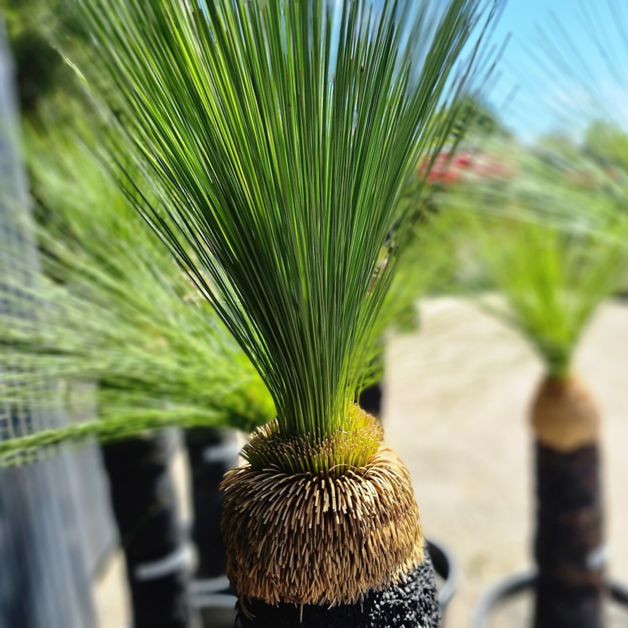 Johnson Grass Tree - Xanthorrhoea johnsonii