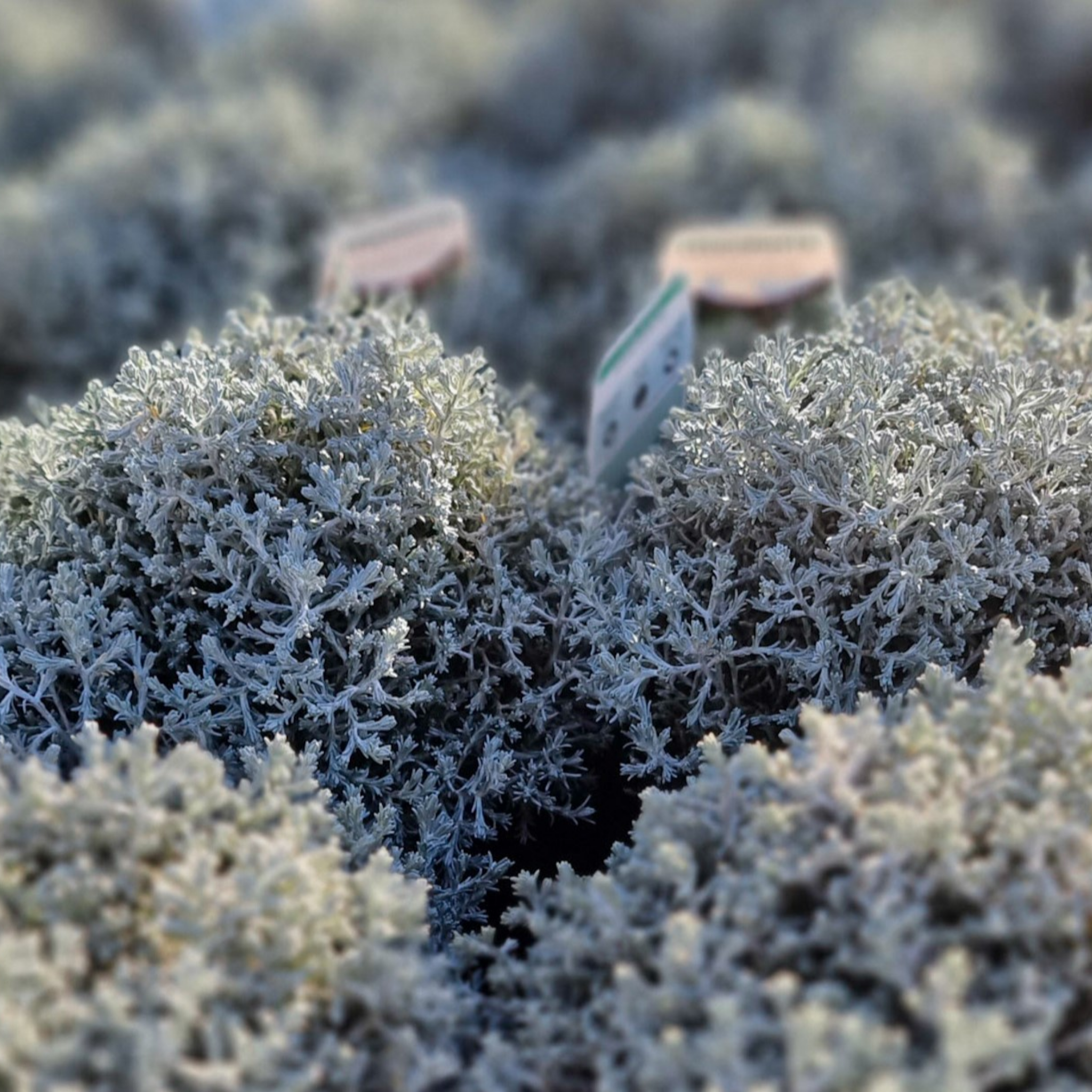 Cushion Bush Sliver Nugget - Leucophyta brownii Silver Nugget