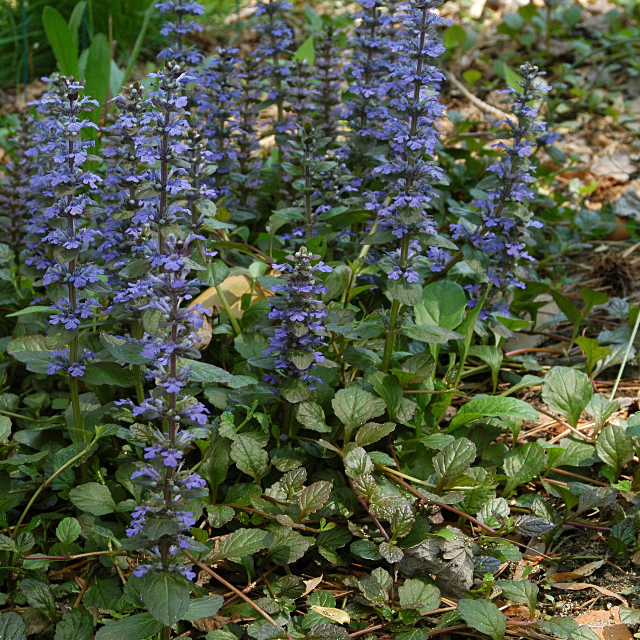 Hardy Blue Bugle (Bugleweed) - Ajuga reptans Tuff And Tidy