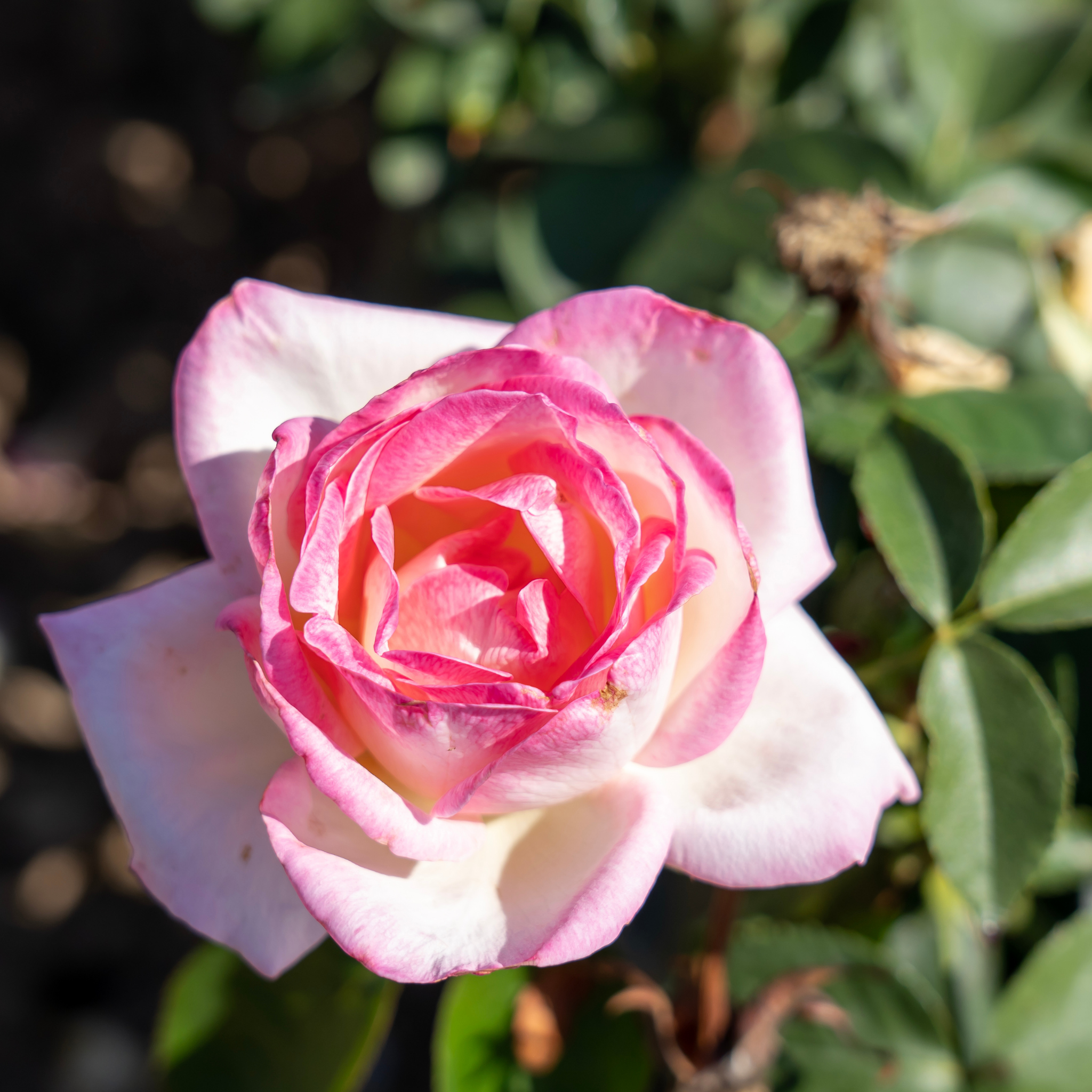 Princesse De Monaco Hybrid Tea Rose - Rosa Princesse De Monaco