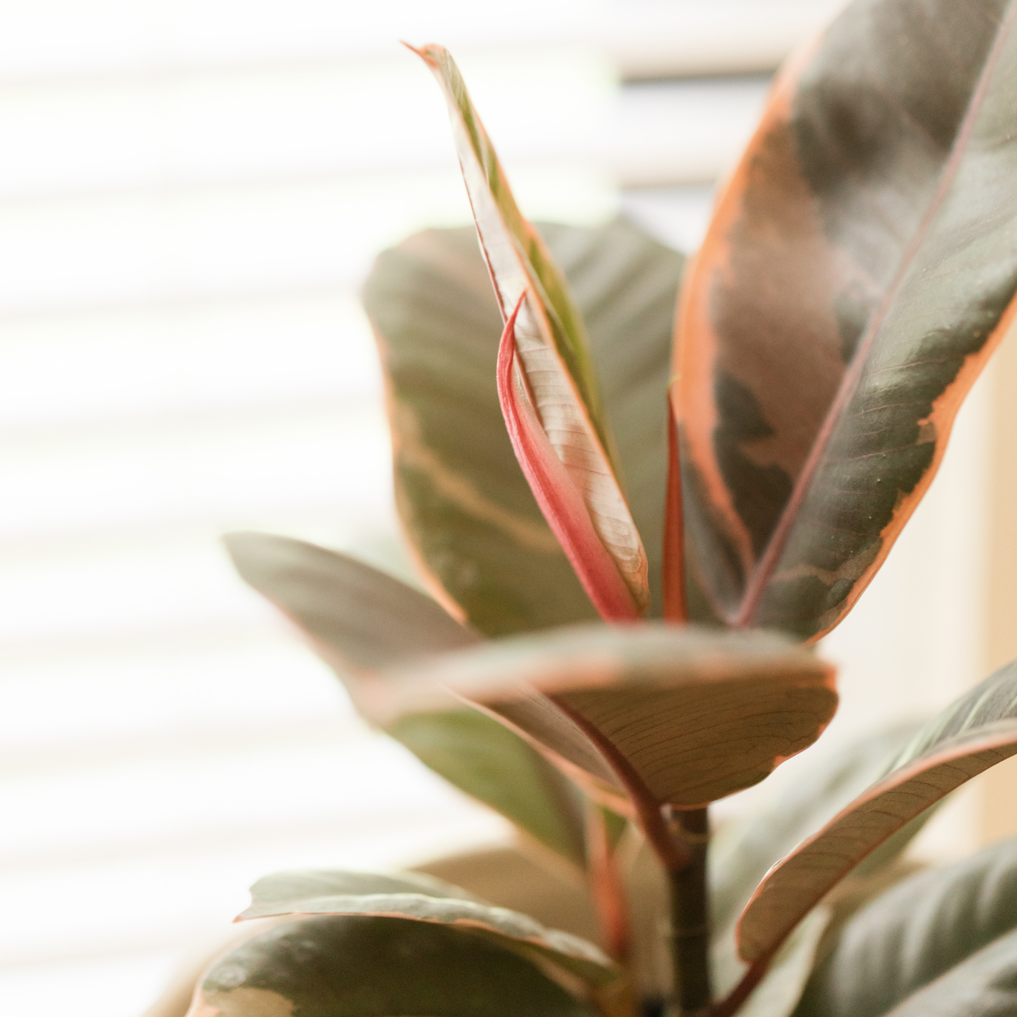 Red Rubber Tree Plant - Ficus elastica Ruby