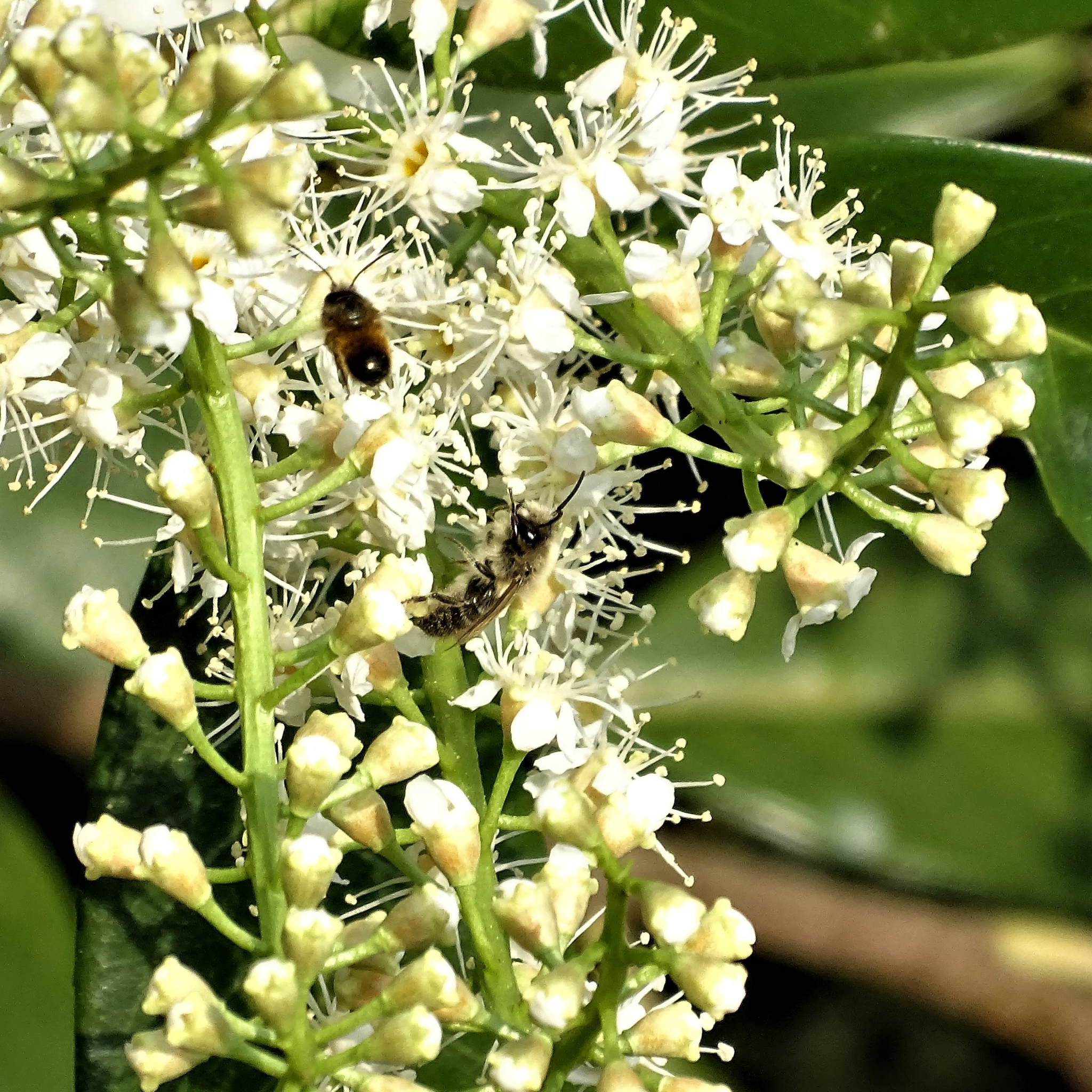 Bees on white flowers with green leaves in the background