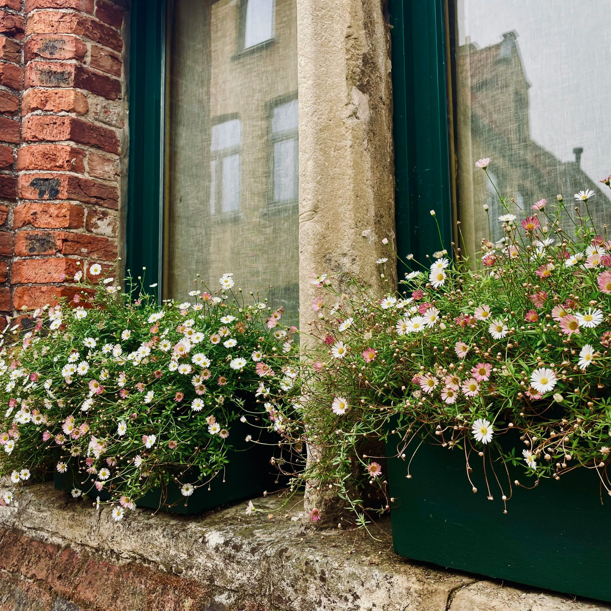 Seaside Daisy - Erigeron karvinskianus