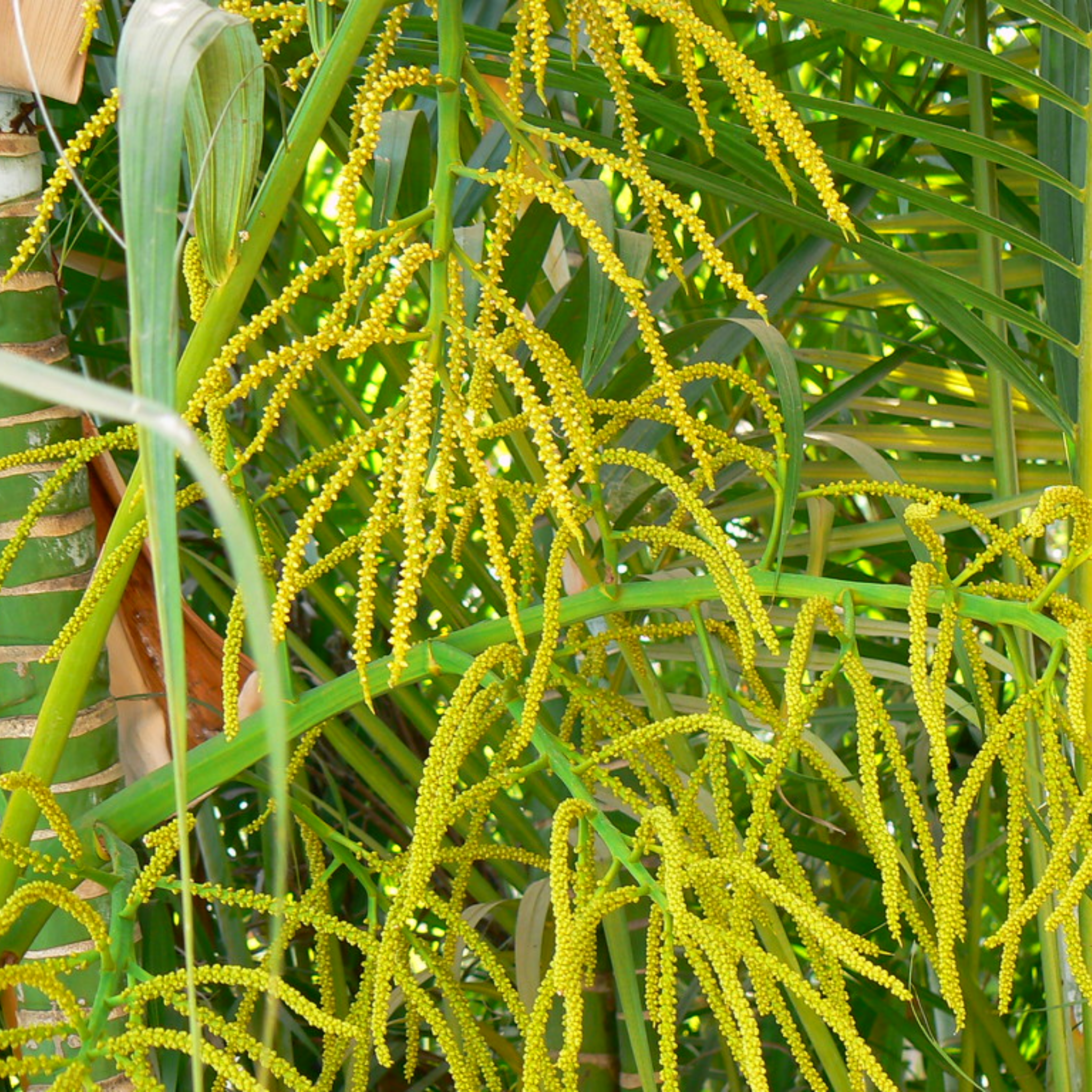 Areca Golden Cane Palm - Dypsis lutescens