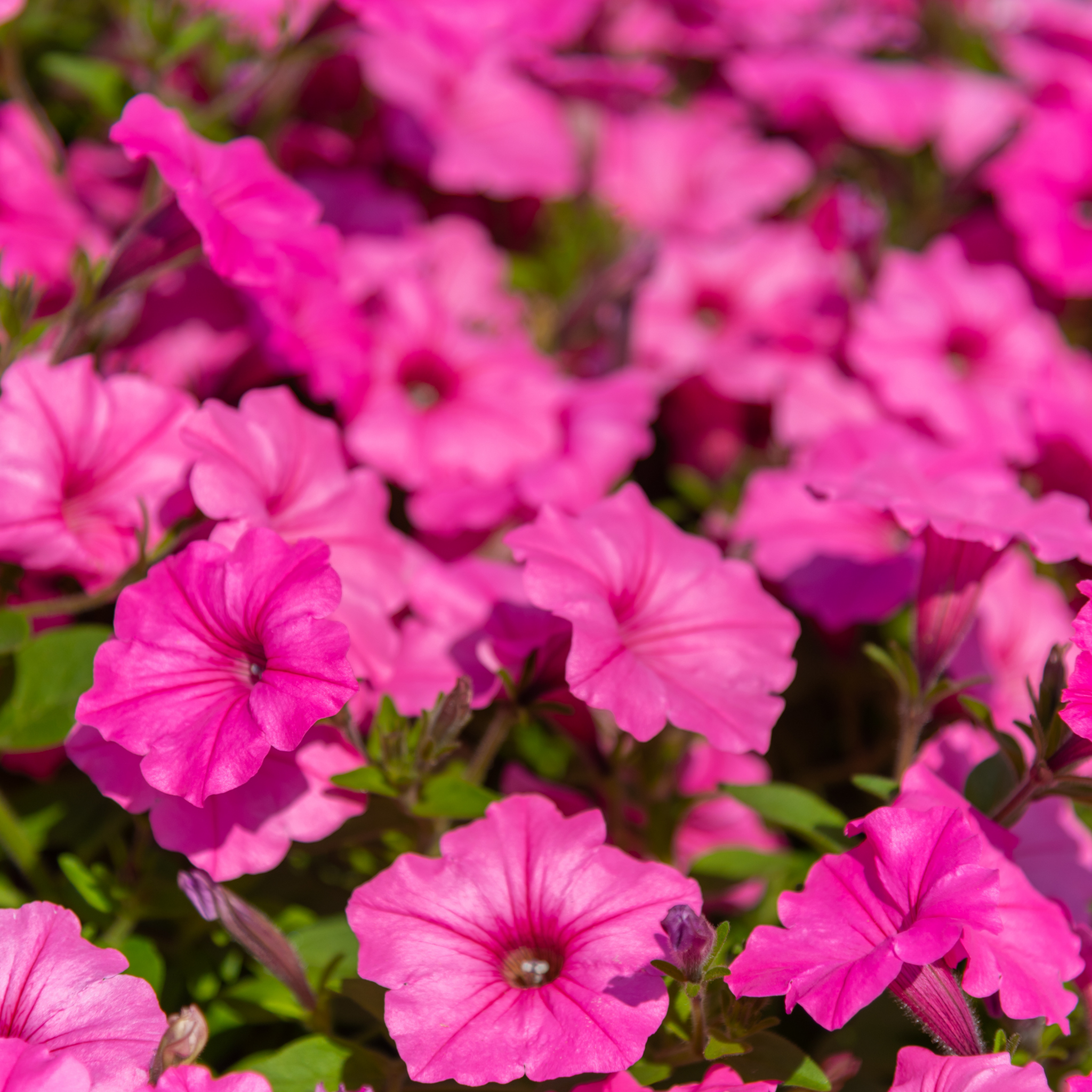 Mini Petunia Calipetite Rose  - Calibrachoa hybrida Calipetite Rose