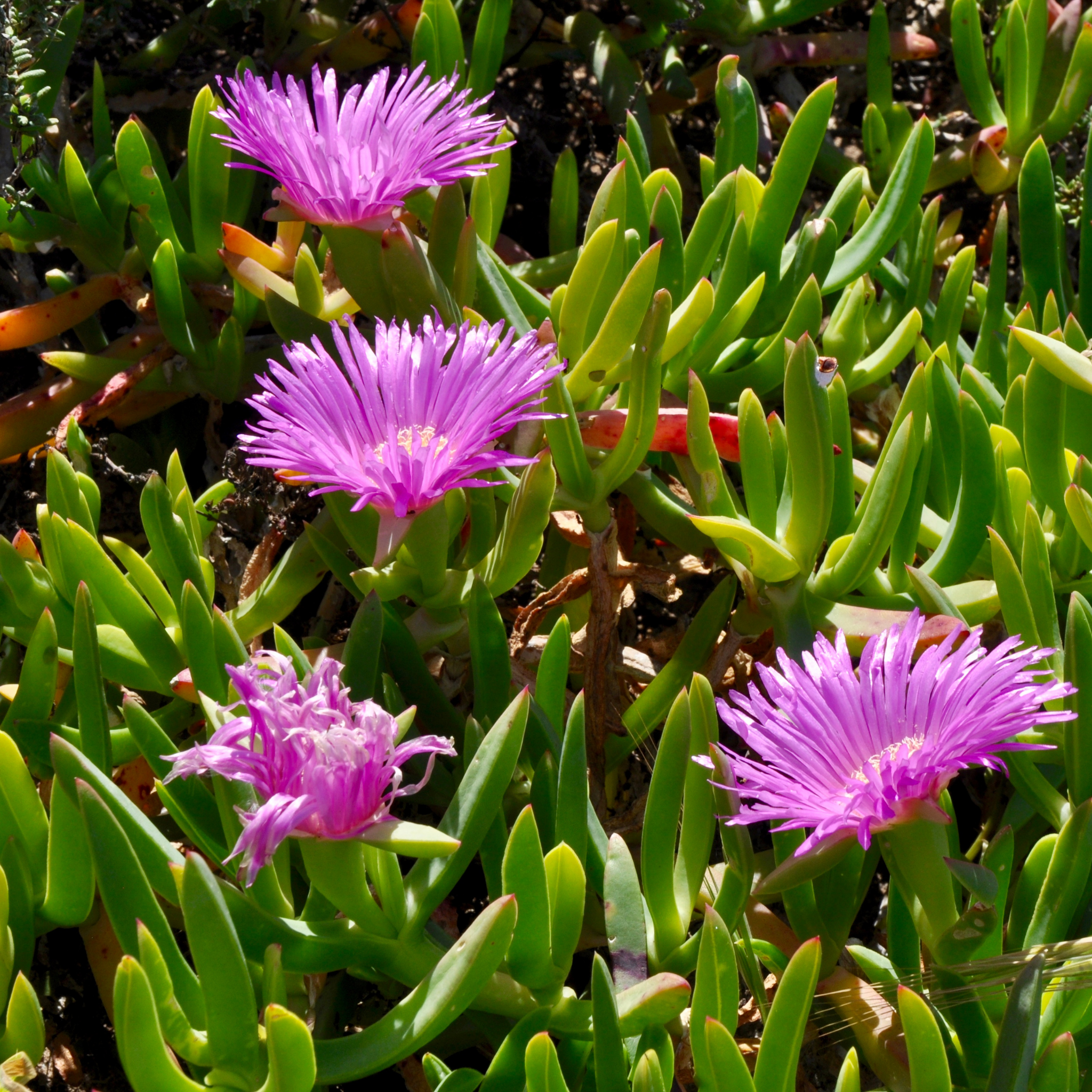 Native Pigface - Carpobrotus rossii