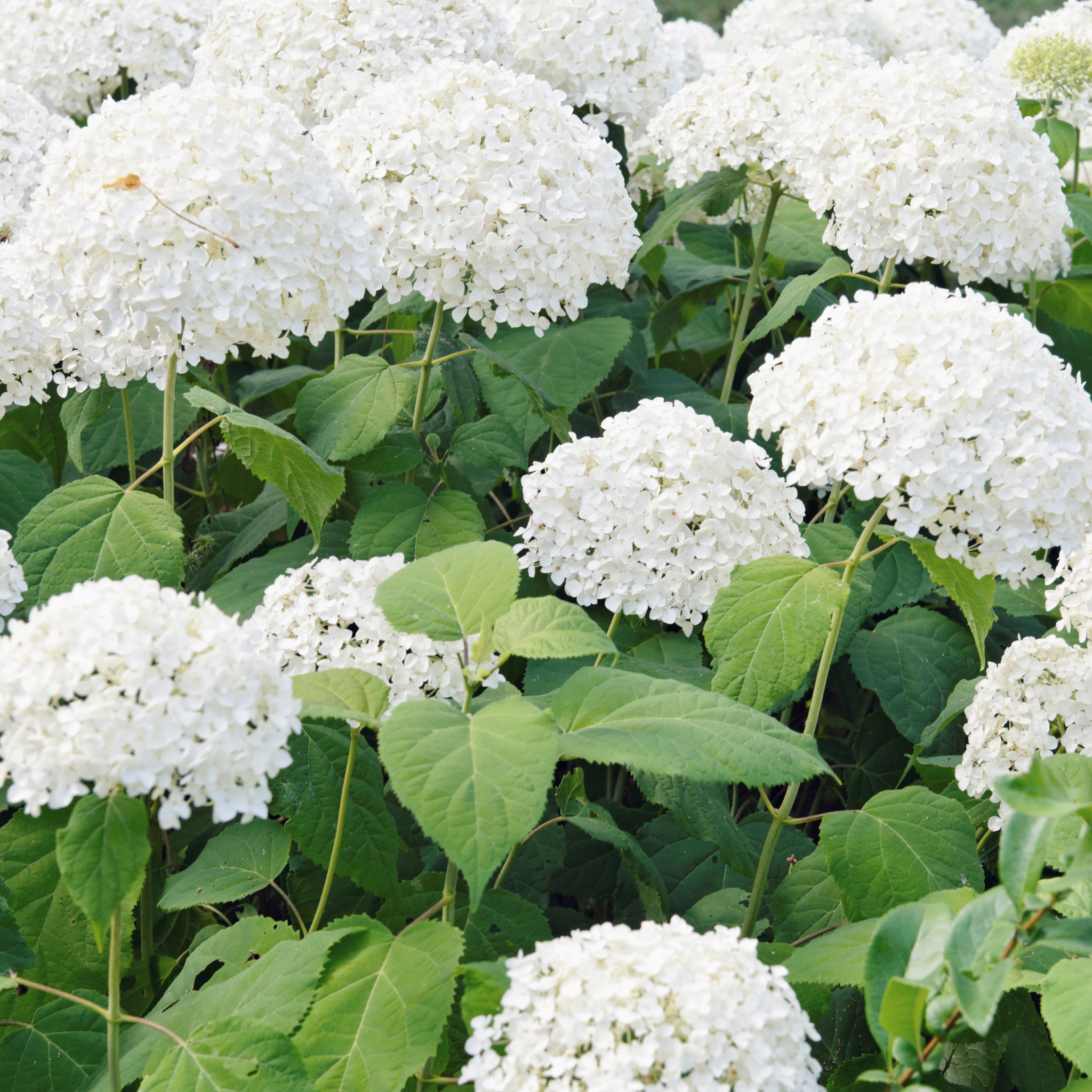 Hydrangea arborescens 'Annabelle' – Smooth Hydrangea