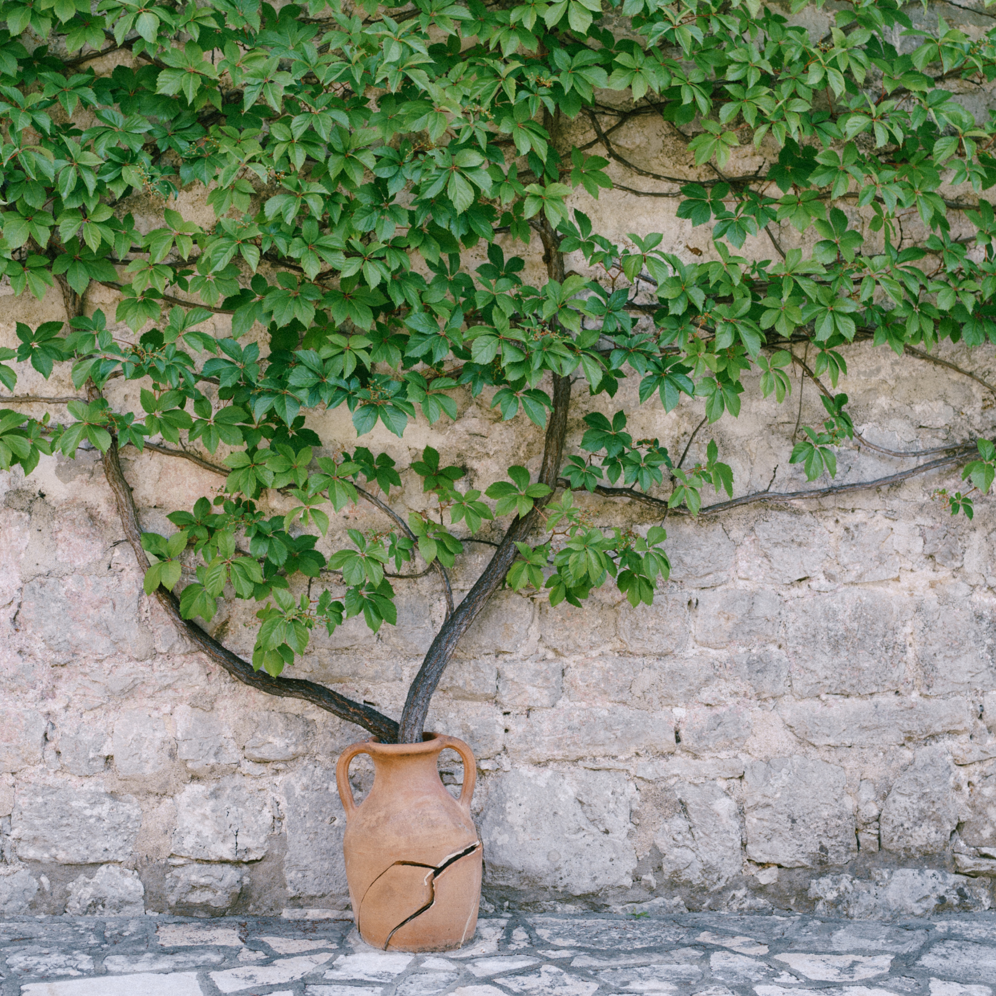Virginia Creeper - Parthenocissus quinquefolia