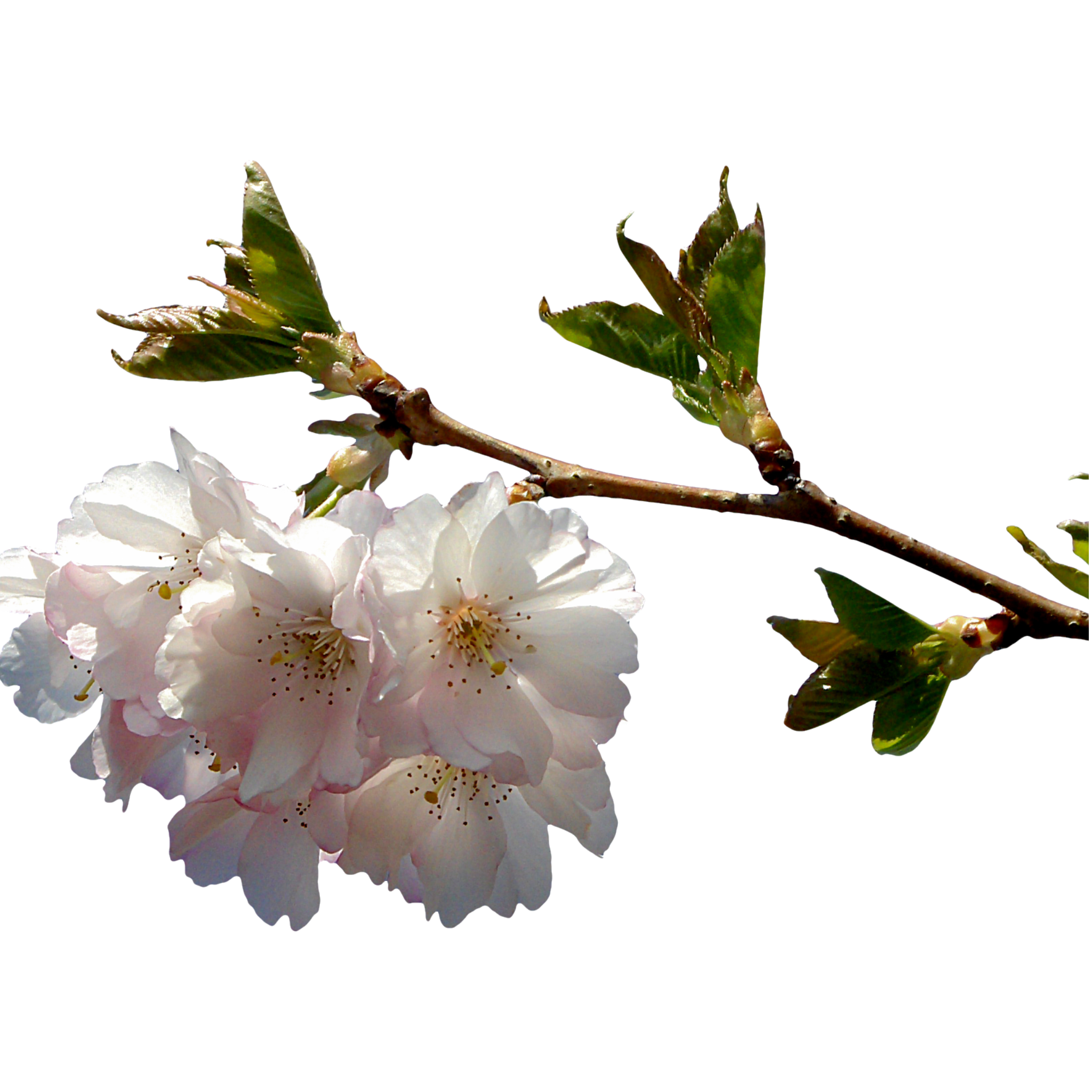 Weeping Japanese Flowering Cherry - Prunus serrulata 'Mt Fuji'