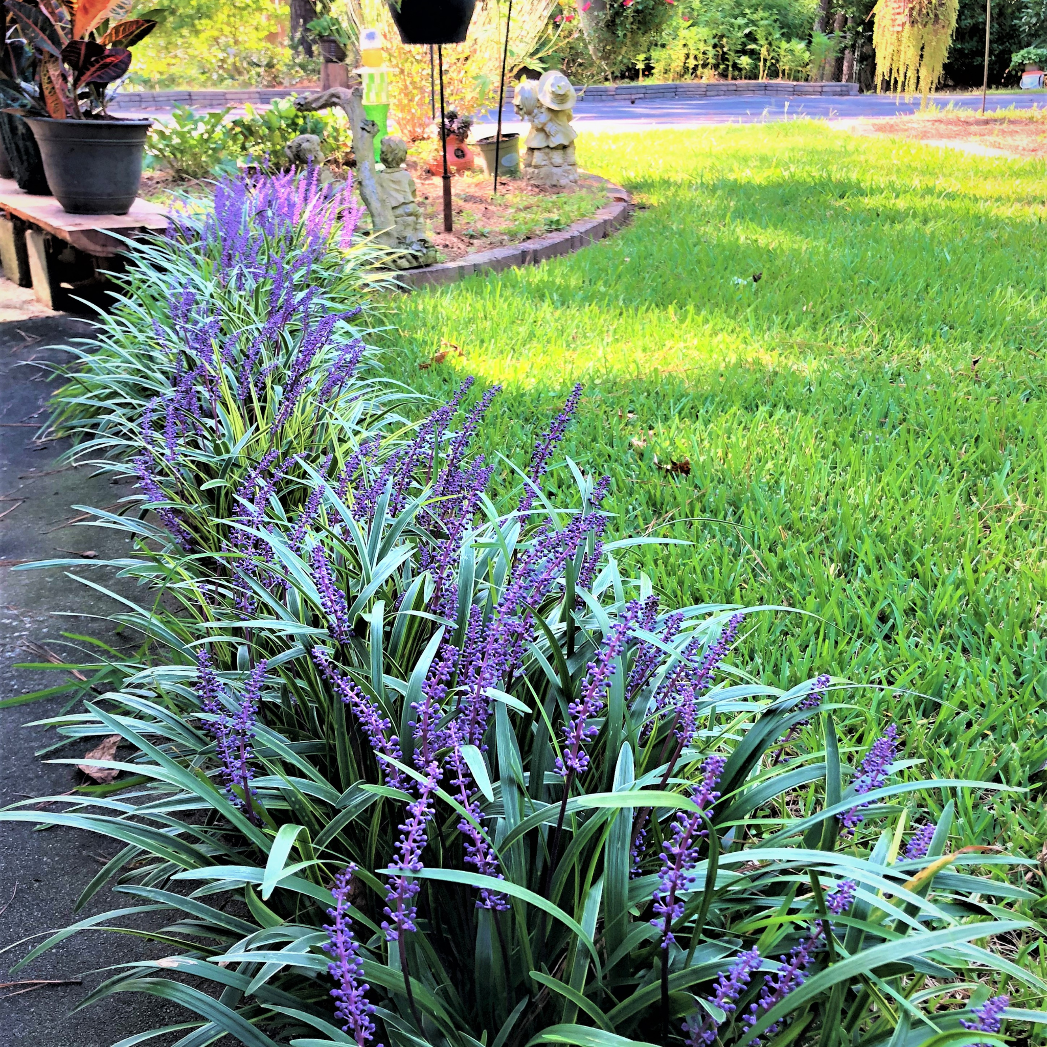 Lillyturf Royal Purple - Liriope muscari Royal Purple