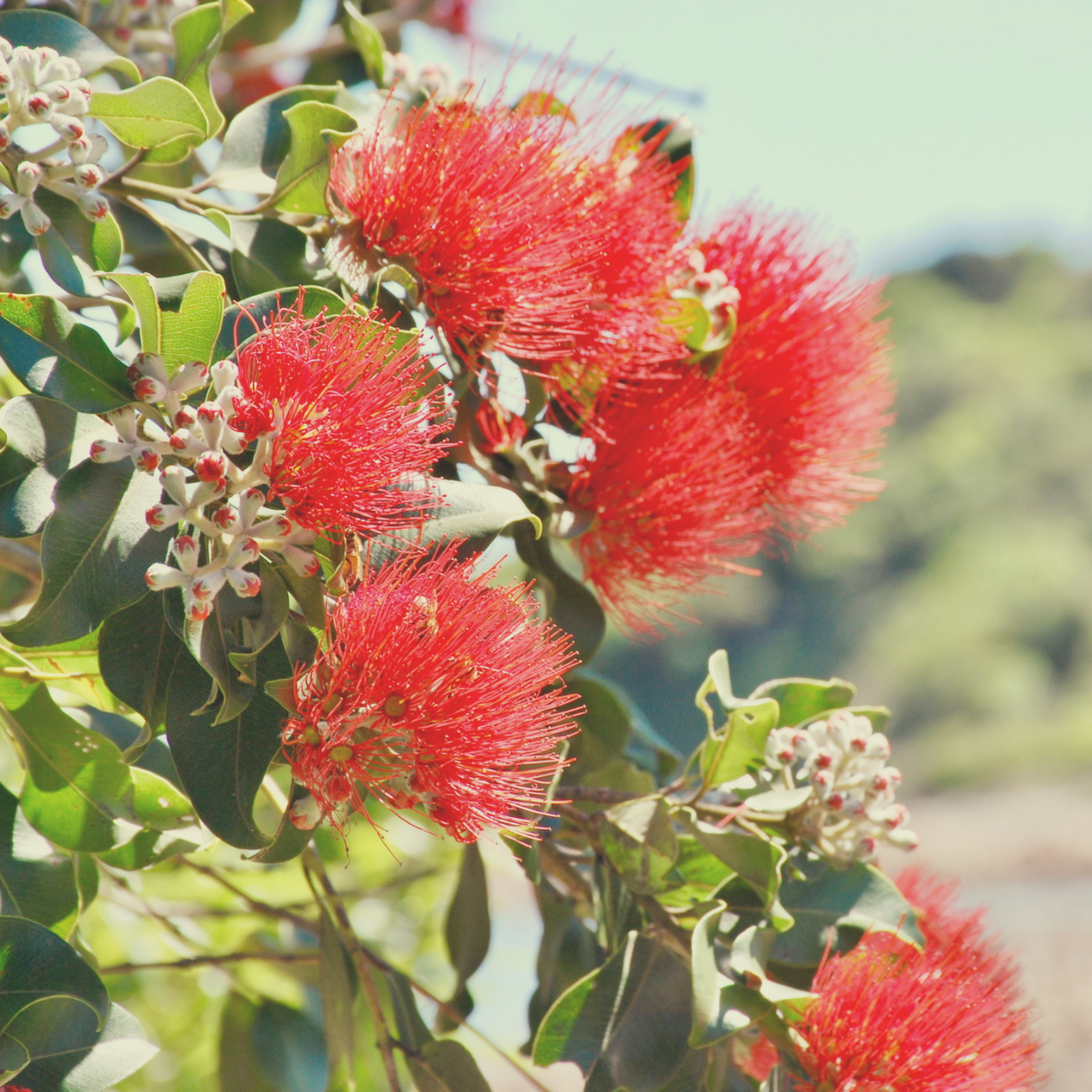 New Zealand Christmas Bush - Metrosideros collina Tahiti