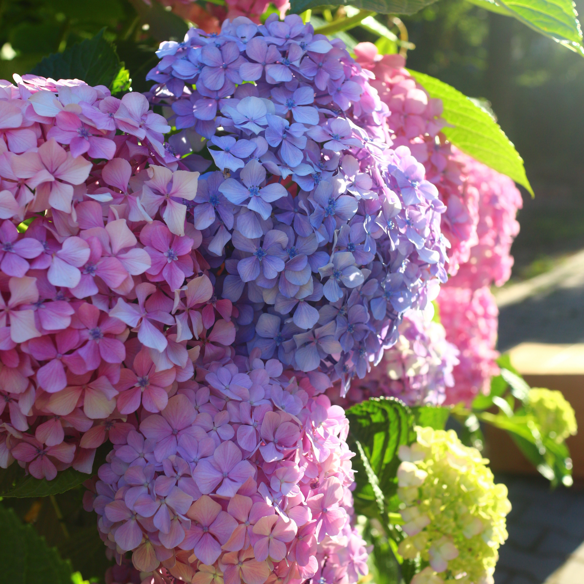 Big Leaf Hydrangea - Hydrangea macrophylla