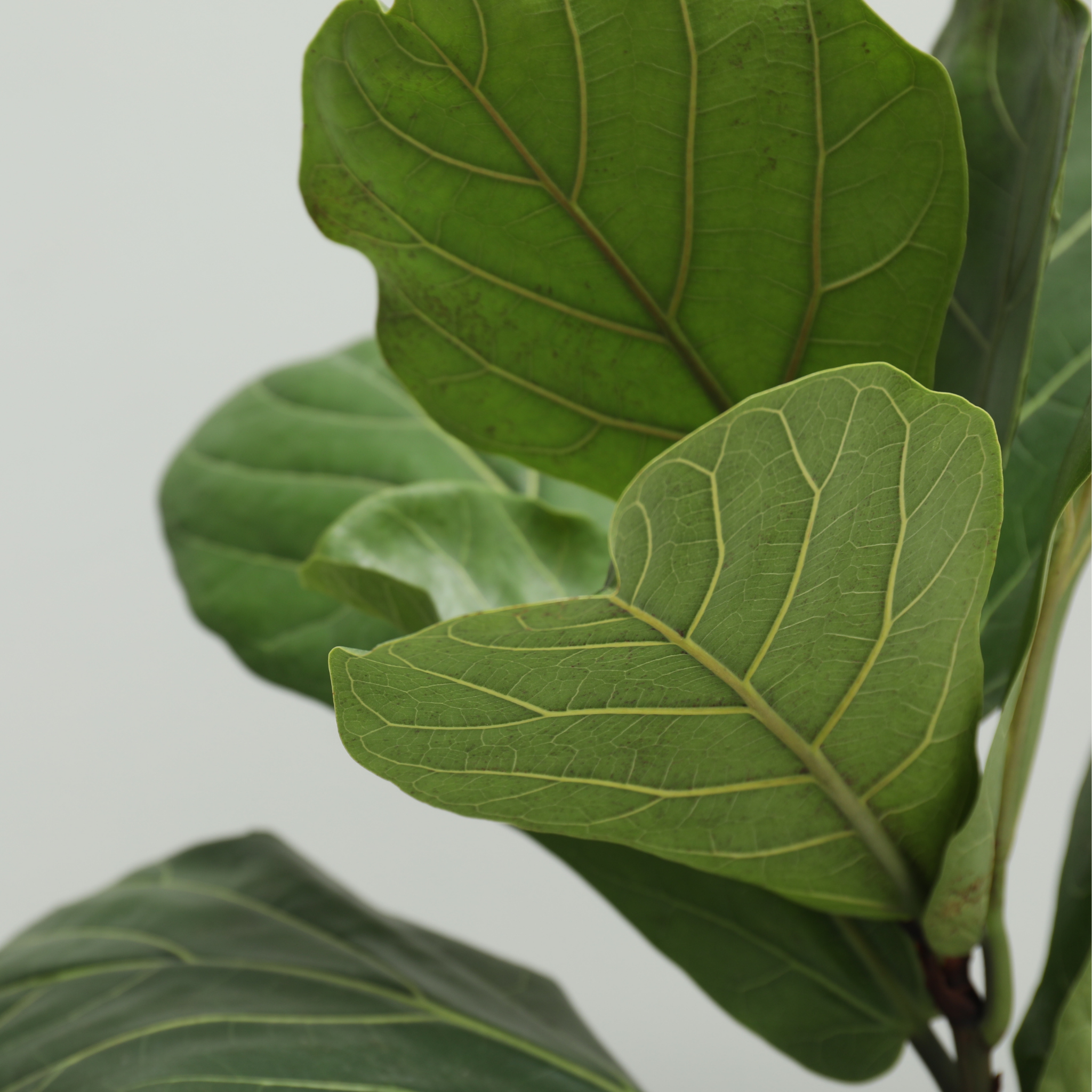 Fiddle Leaf Fig - Ficus lyrata
